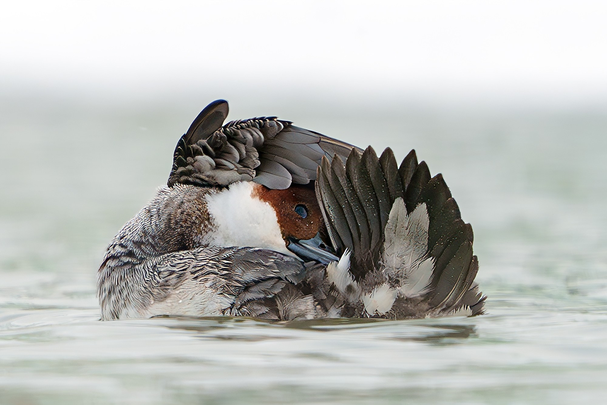 Удивительные мир птиц. Вокруг нас столько прекрасного — присмотритесь!. Ваш личный фотограф Марина Волкова