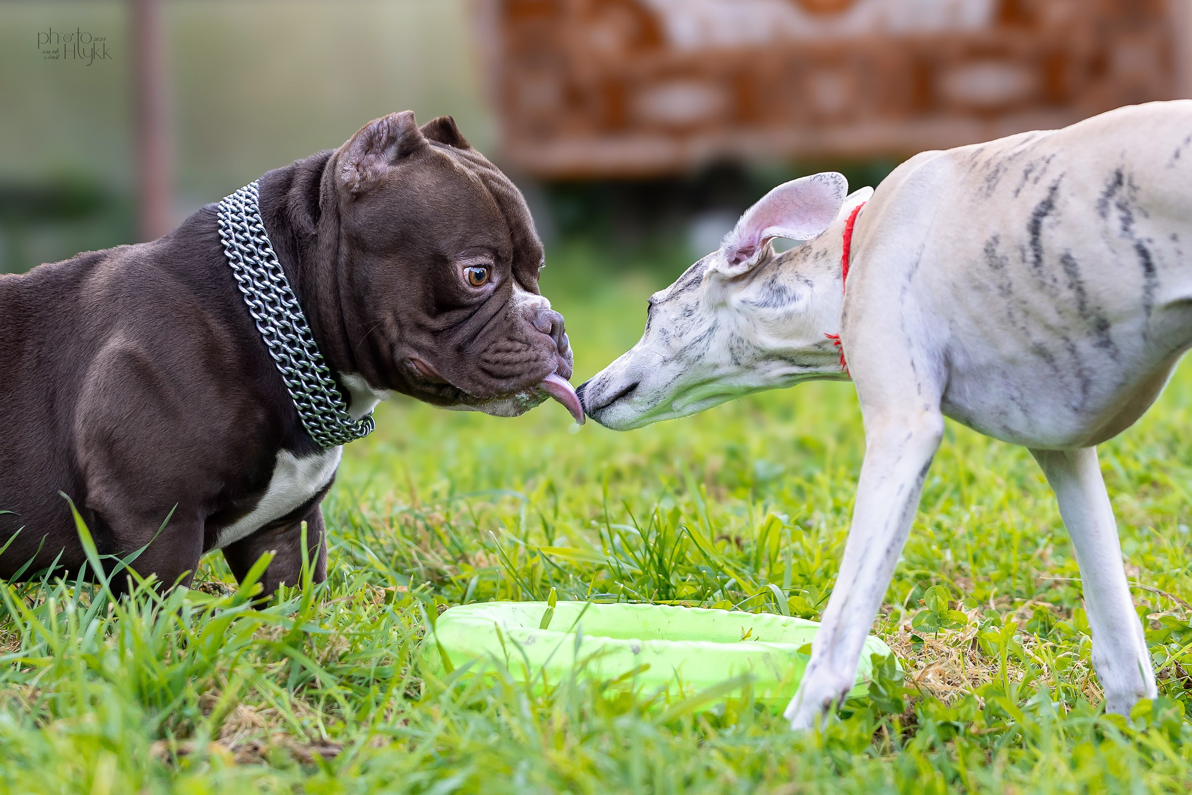 Американские булли. Htykk_photo