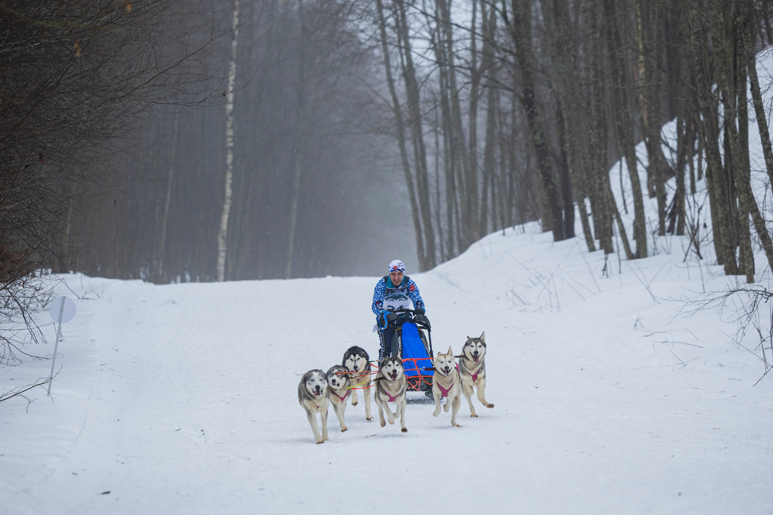 Зимний Чемпионат Санкт-Петербурга по ездовому спорту. Фотограф-анималист Анна Маринич