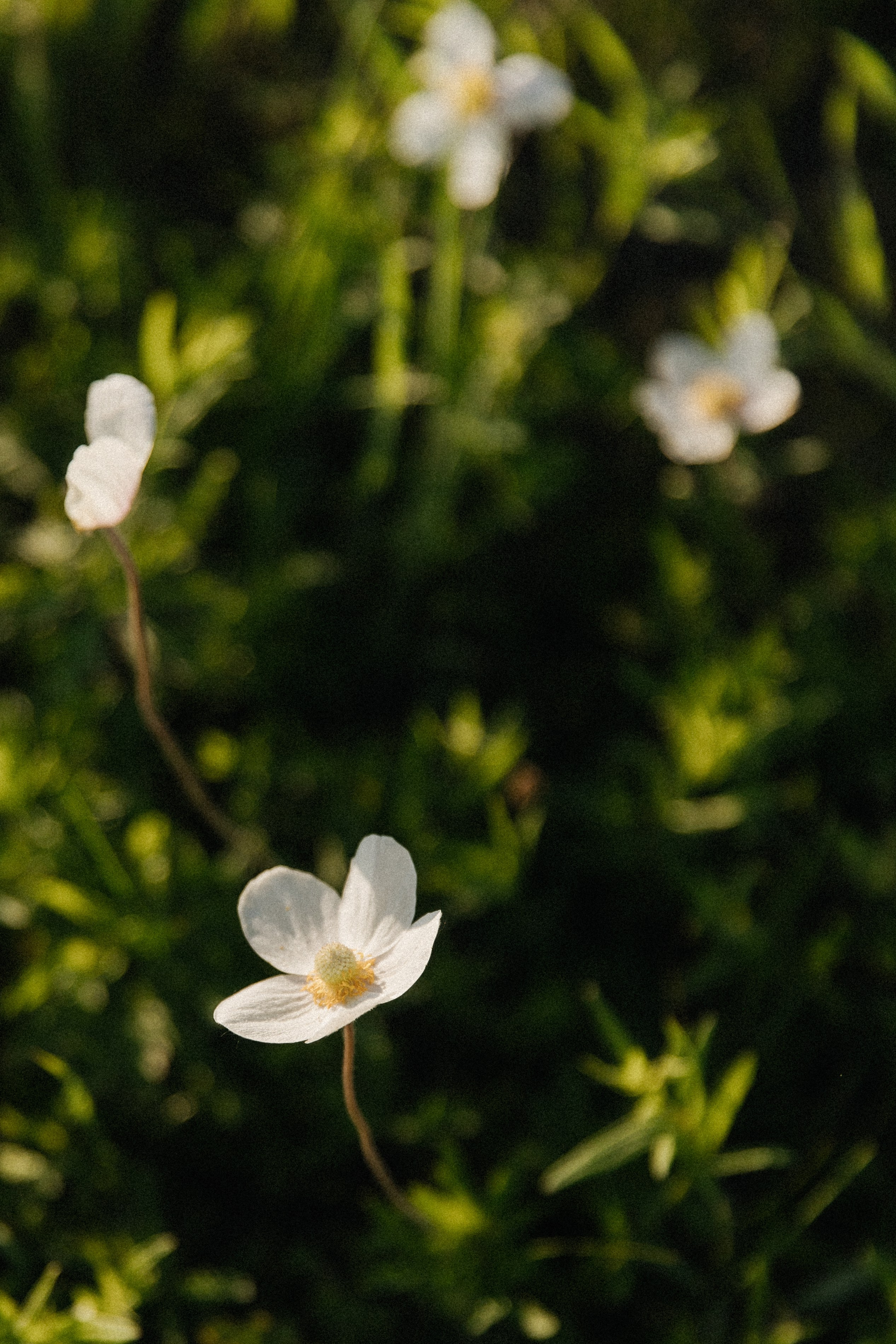 «День для двоих». Свадебный и семейный фотограф в Якутске — Дьулусхан Прокопьев