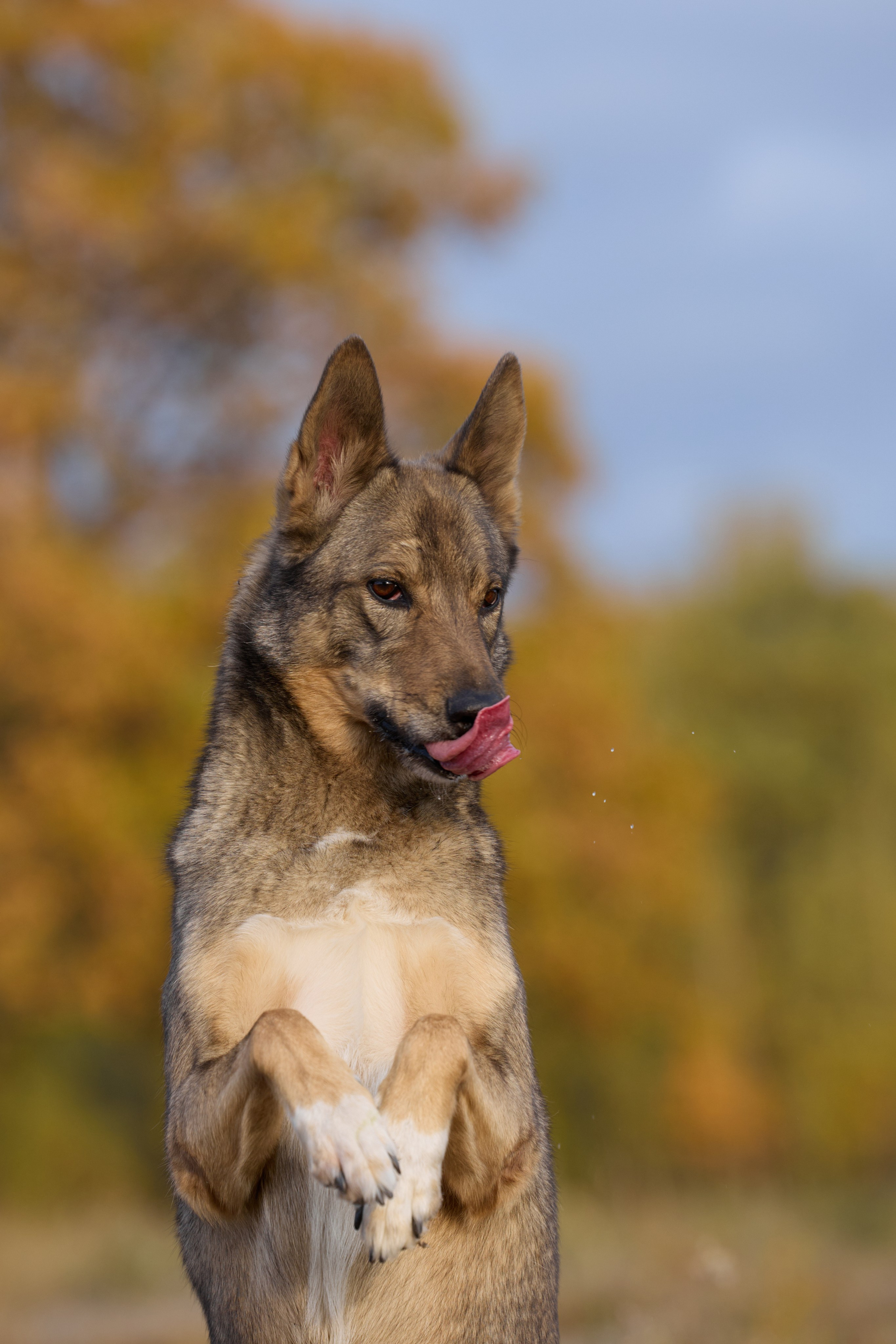Семейная история. Фотограф анималист в Казани Алина Сулейманова. Фотограф животных