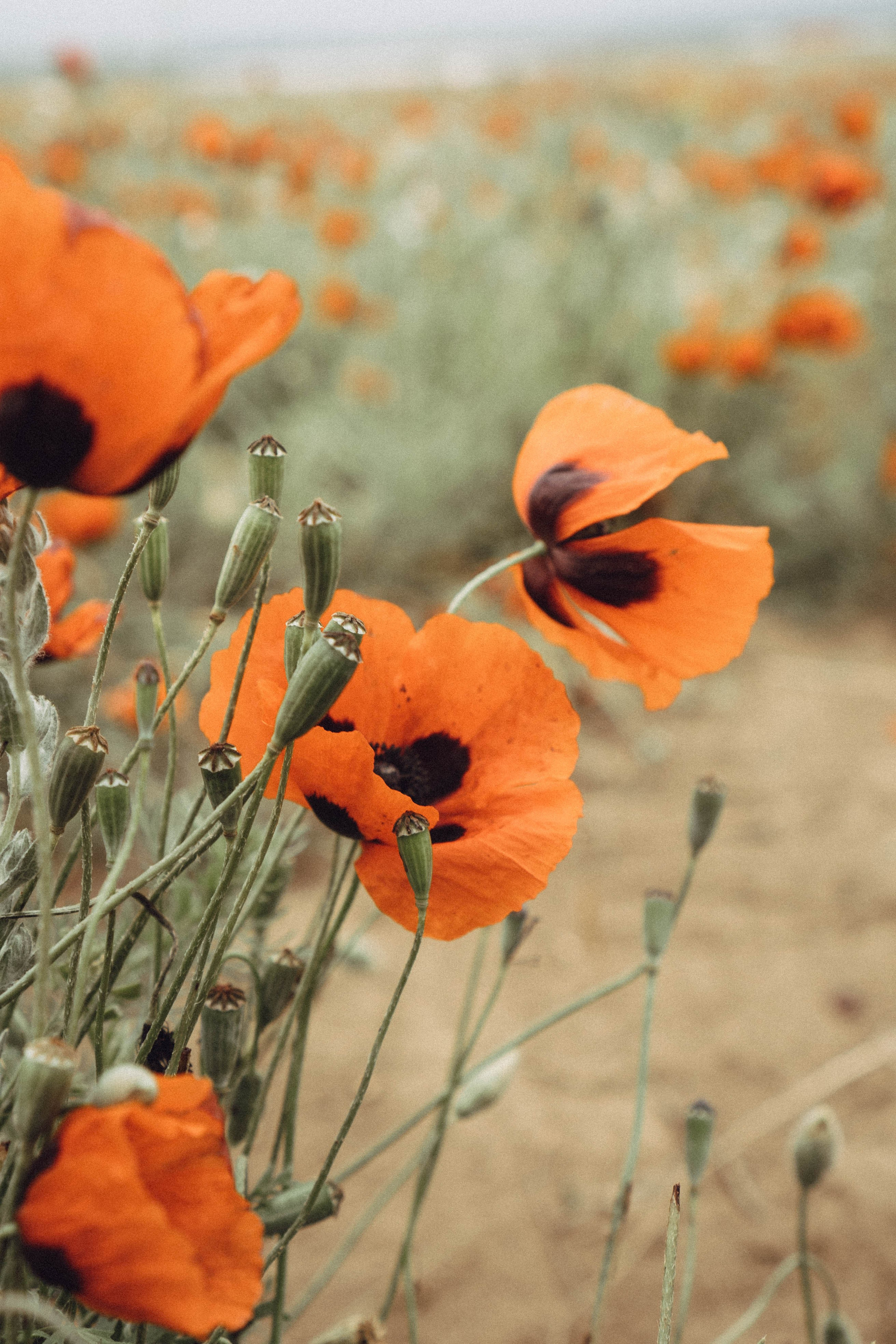 Кавказ. Профессиональный фотограф, Санкт-Петербург — Виктория Богомолова