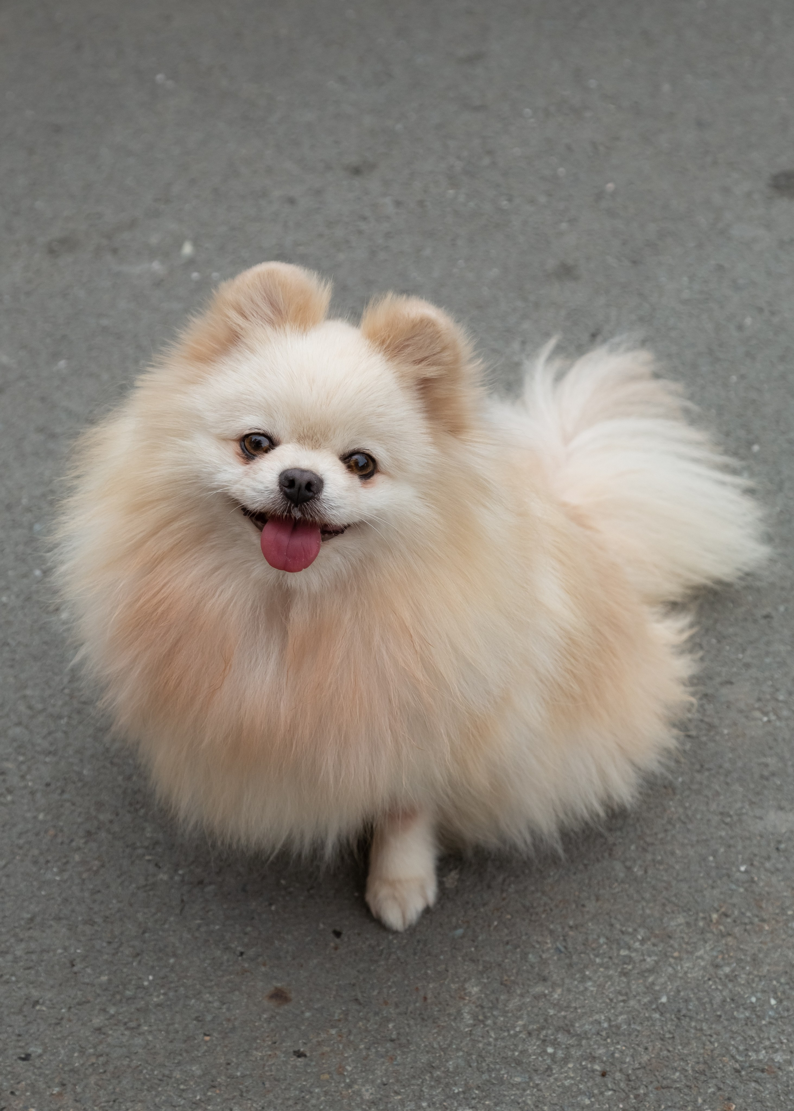 Фотосессия с животными. Фотограф в Барнауле Татьяна Чурикова