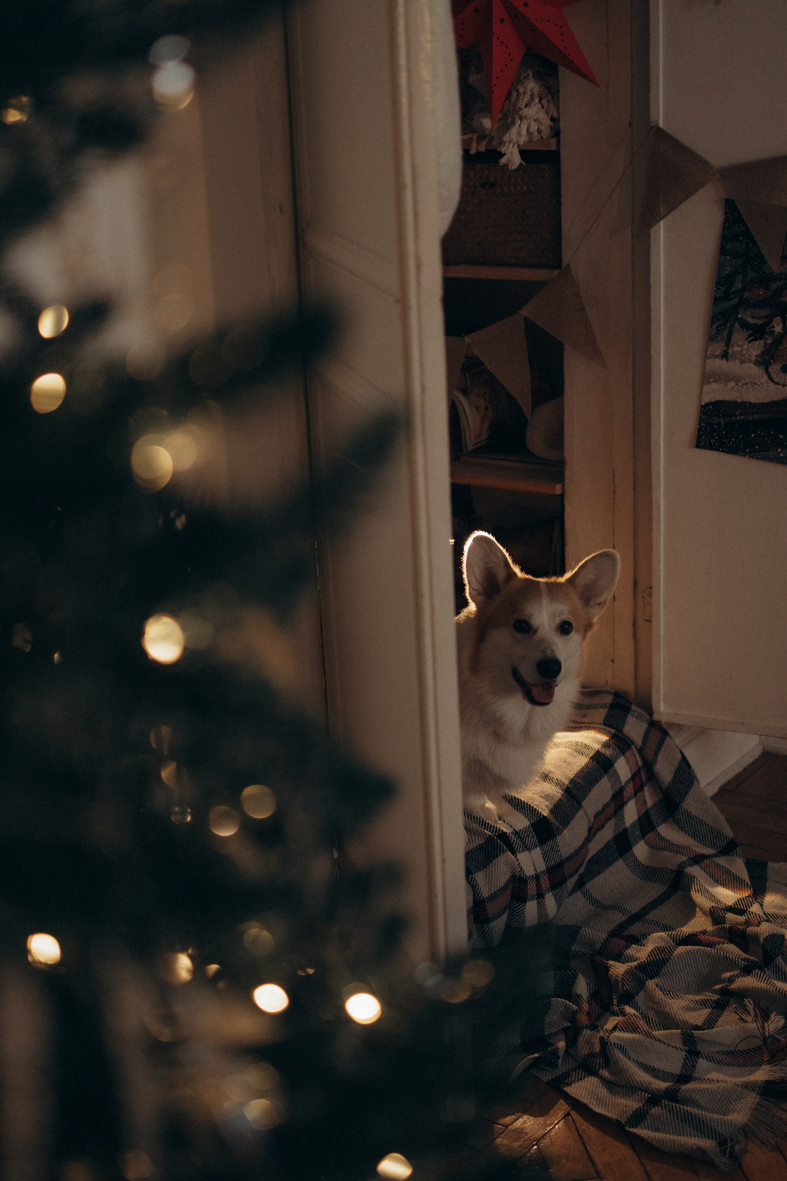 Ронни и Жанна. Фотораф — анималист Мария Шистка