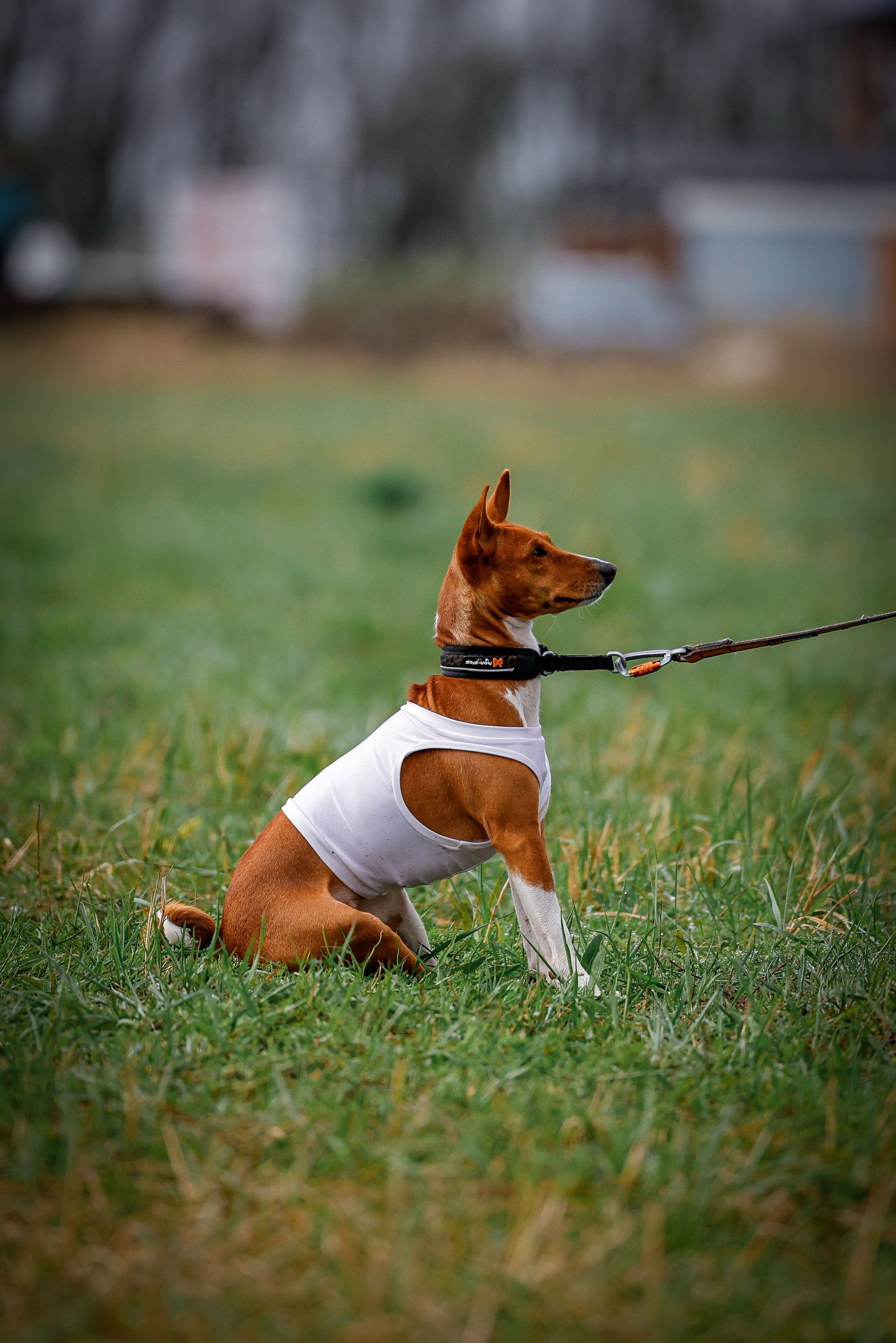 Собаки. Антонина Савельева Фотограф Ставрополь