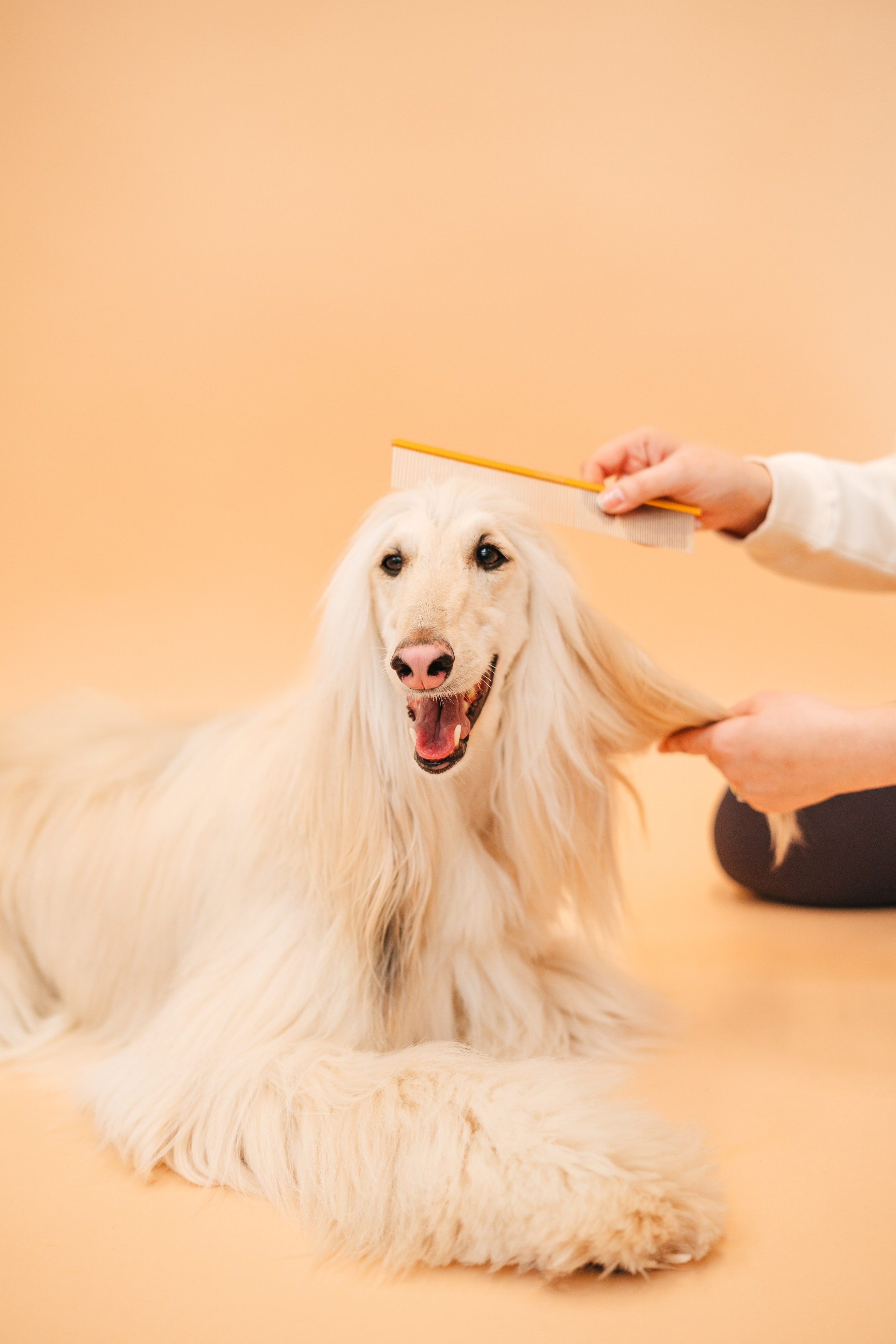 Груминг — салон. Фотограф анималист Осипчикова Мария