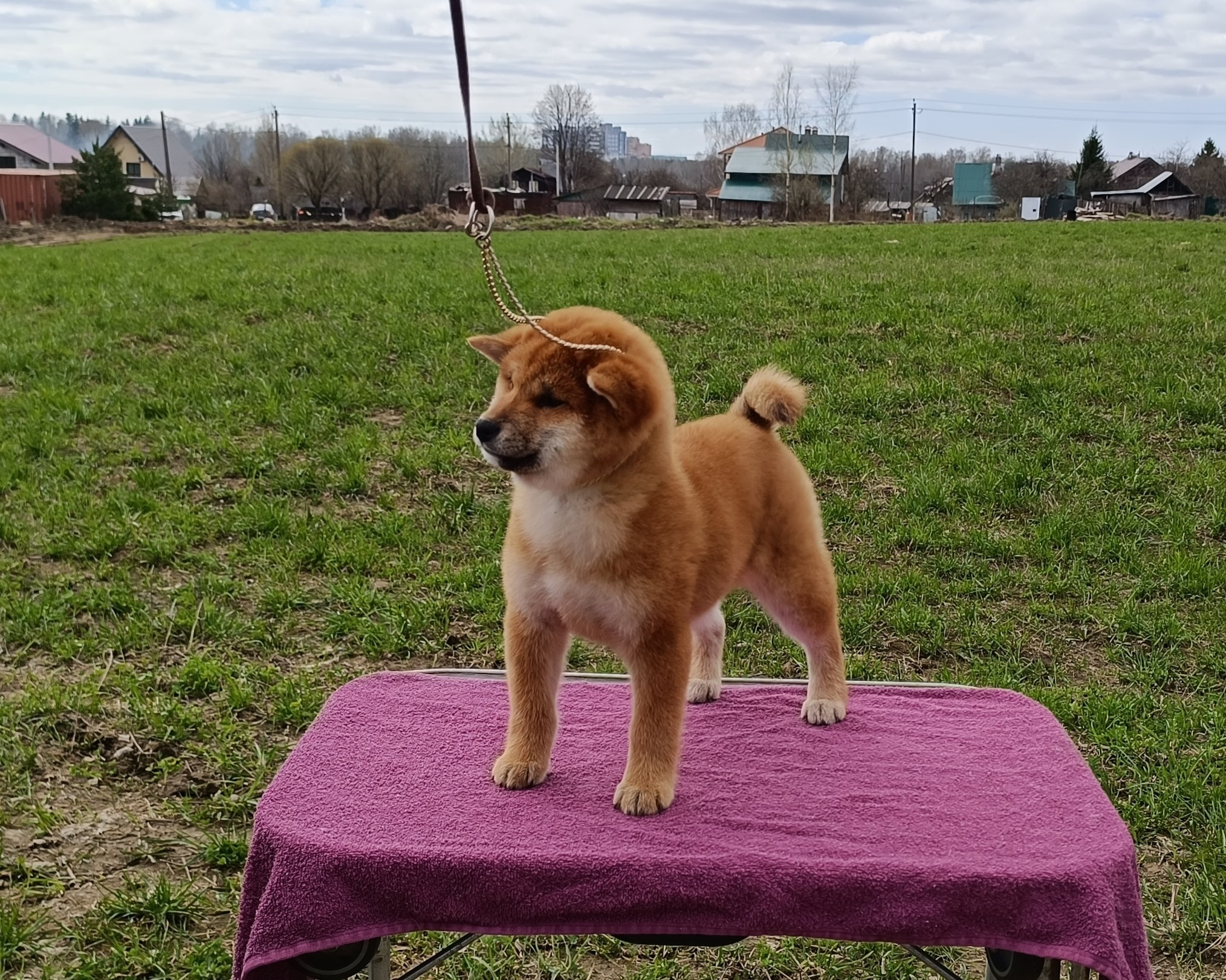 Сиба Rubylight Ellis питомник Рубилайт 