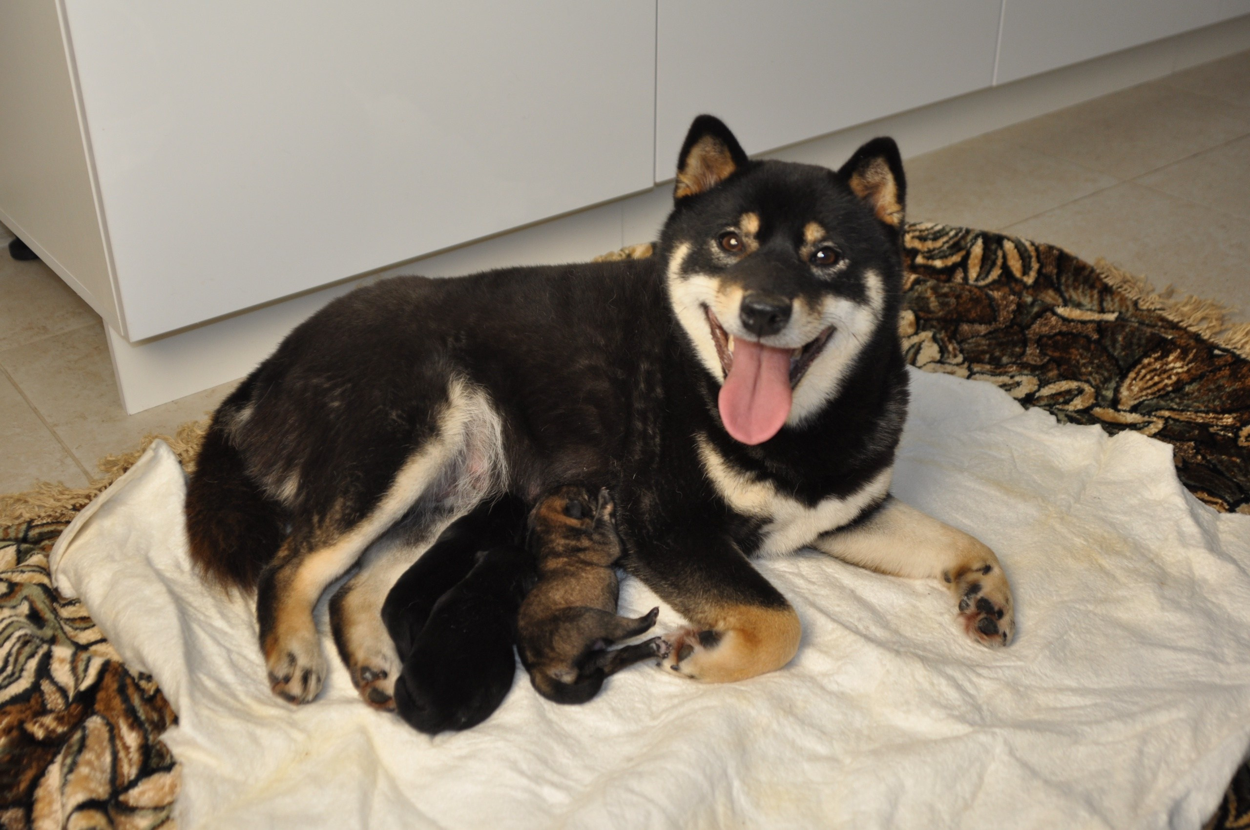 Шаман (сезам) * Шу_ Шаолинь Цукан. AMERICAN AKITA RUBYLIGHT KENNEL I SHIBA-INU