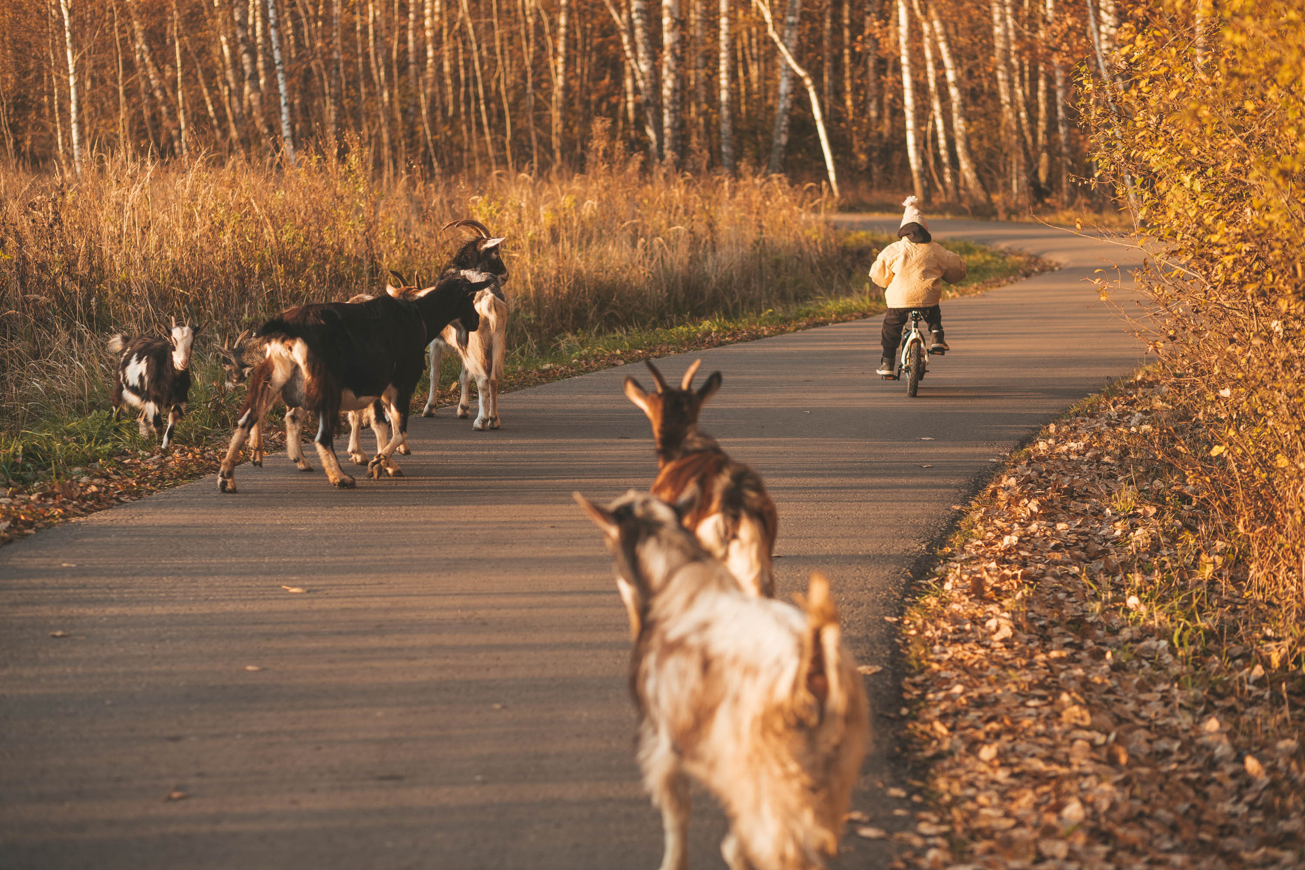 Прогулка по деревне. Фотограф — художник в Москве Васильева Юлия