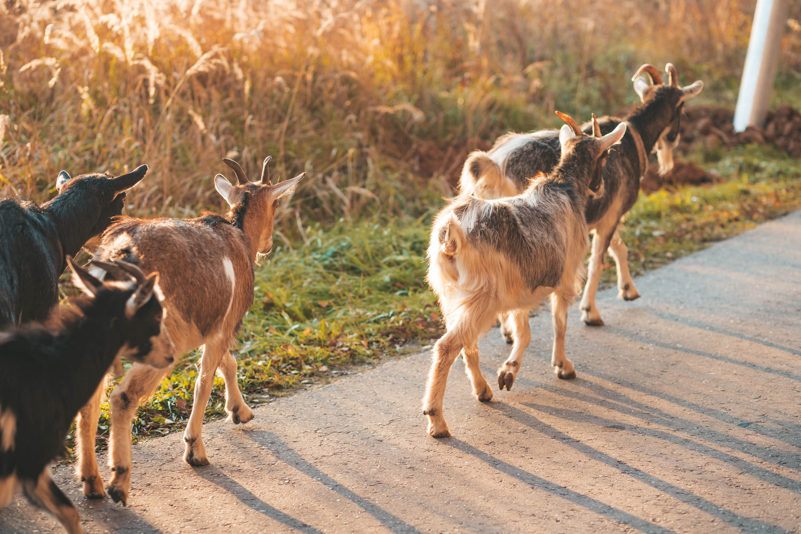Прогулка по деревне. Фотограф — художник в Москве Васильева Юлия