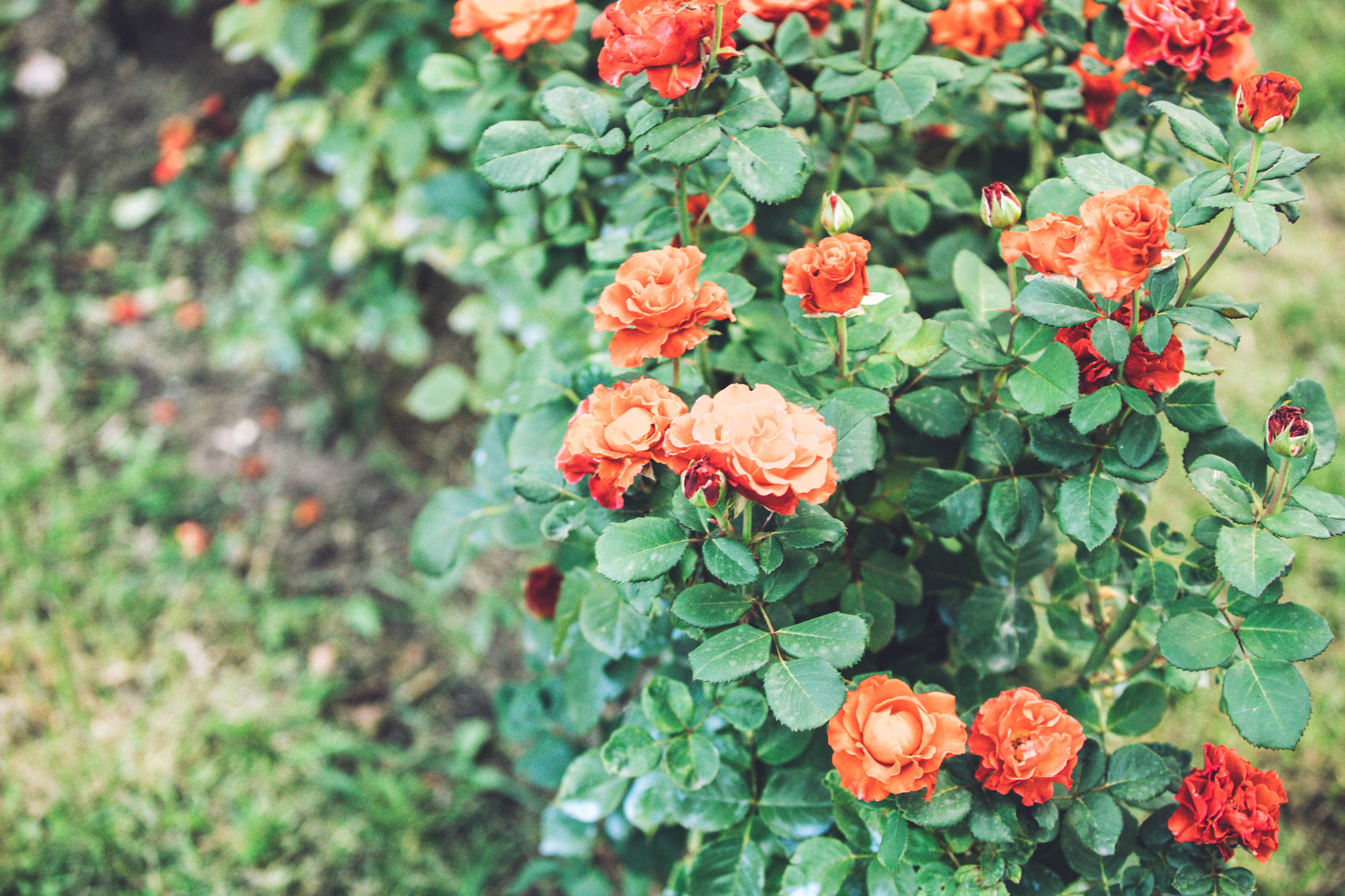 Екатерина в Остафьево. Фотограф — художник в Москве Васильева Юлия