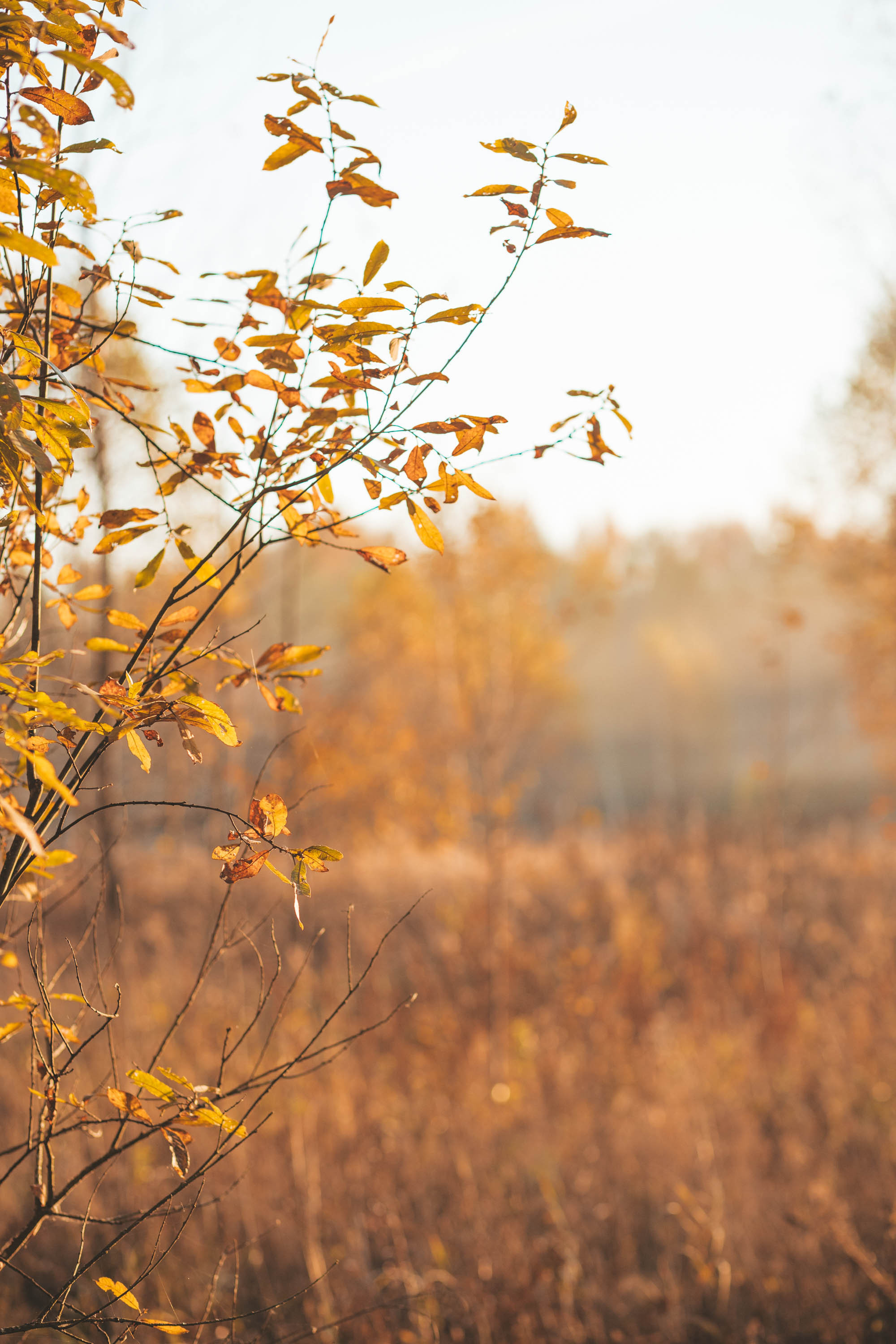 Прогулка по деревне. Фотограф — художник в Москве Васильева Юлия