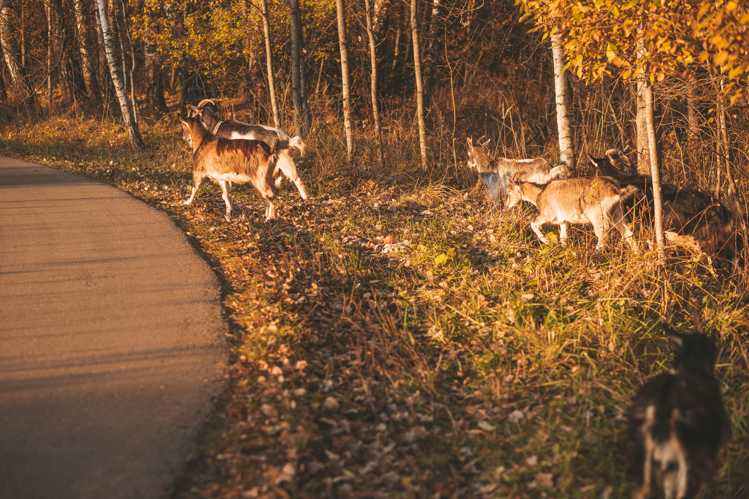 Прогулка по деревне. Фотограф — художник в Москве Васильева Юлия
