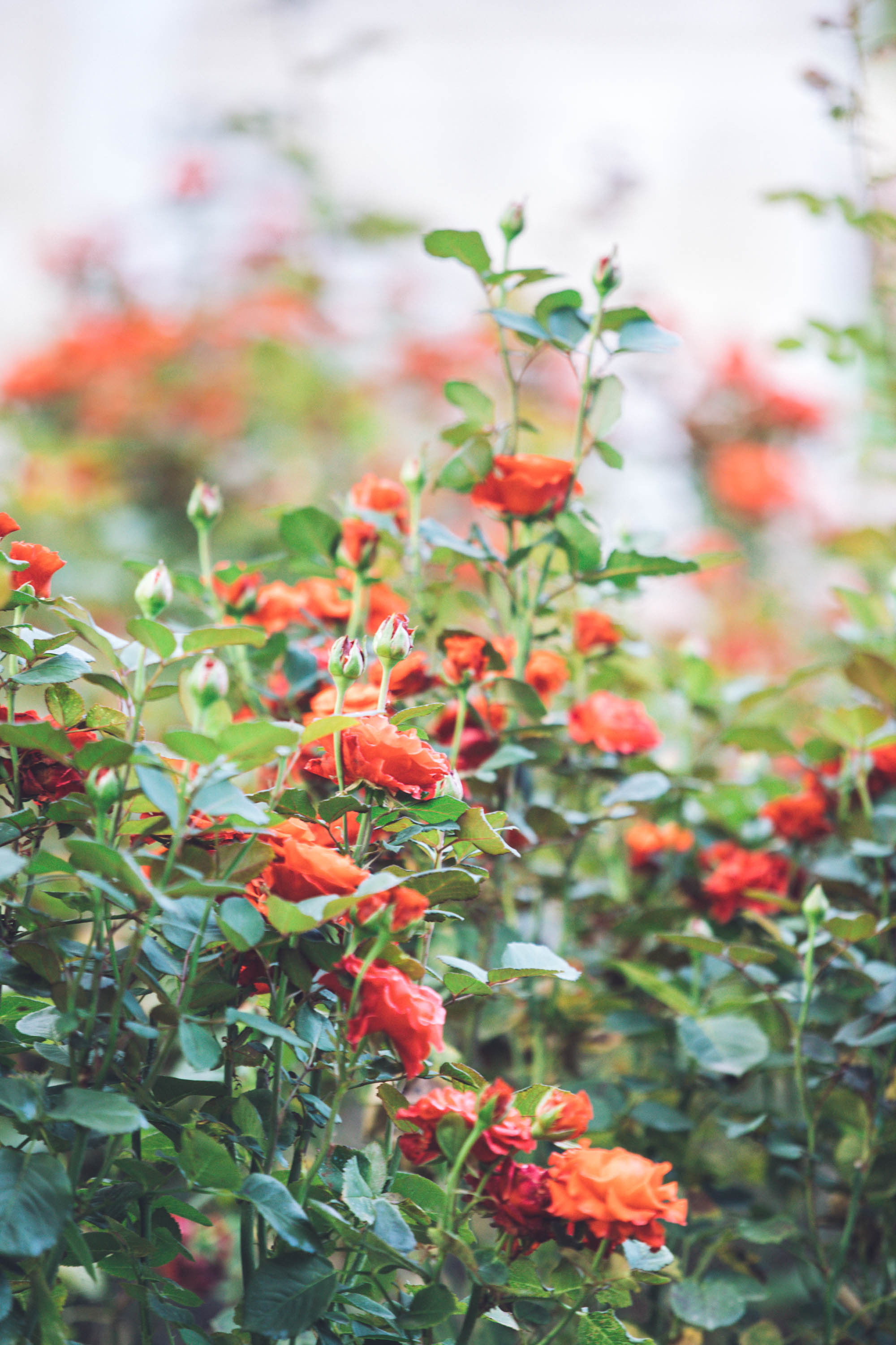 Екатерина в Остафьево. Фотограф — художник в Москве Васильева Юлия