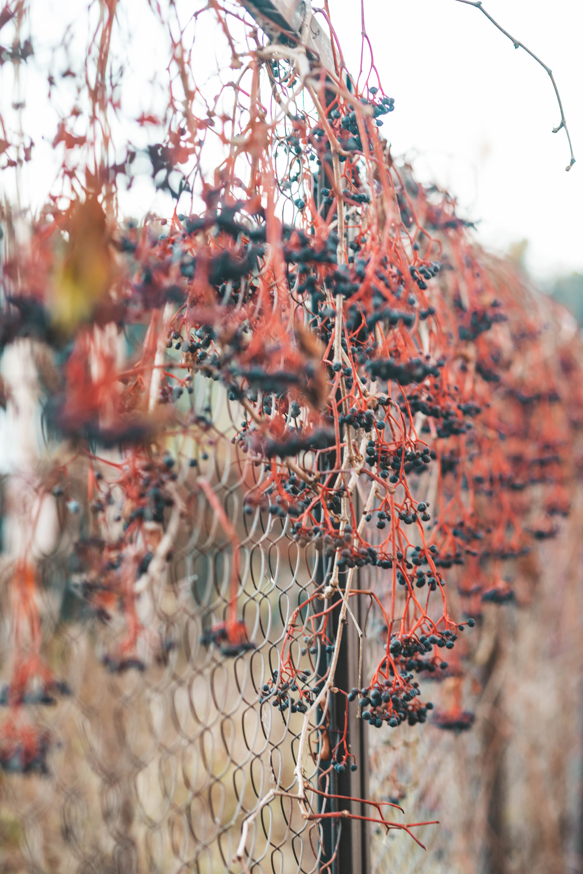 Прогулка по деревне. Фотограф — художник в Москве Васильева Юлия