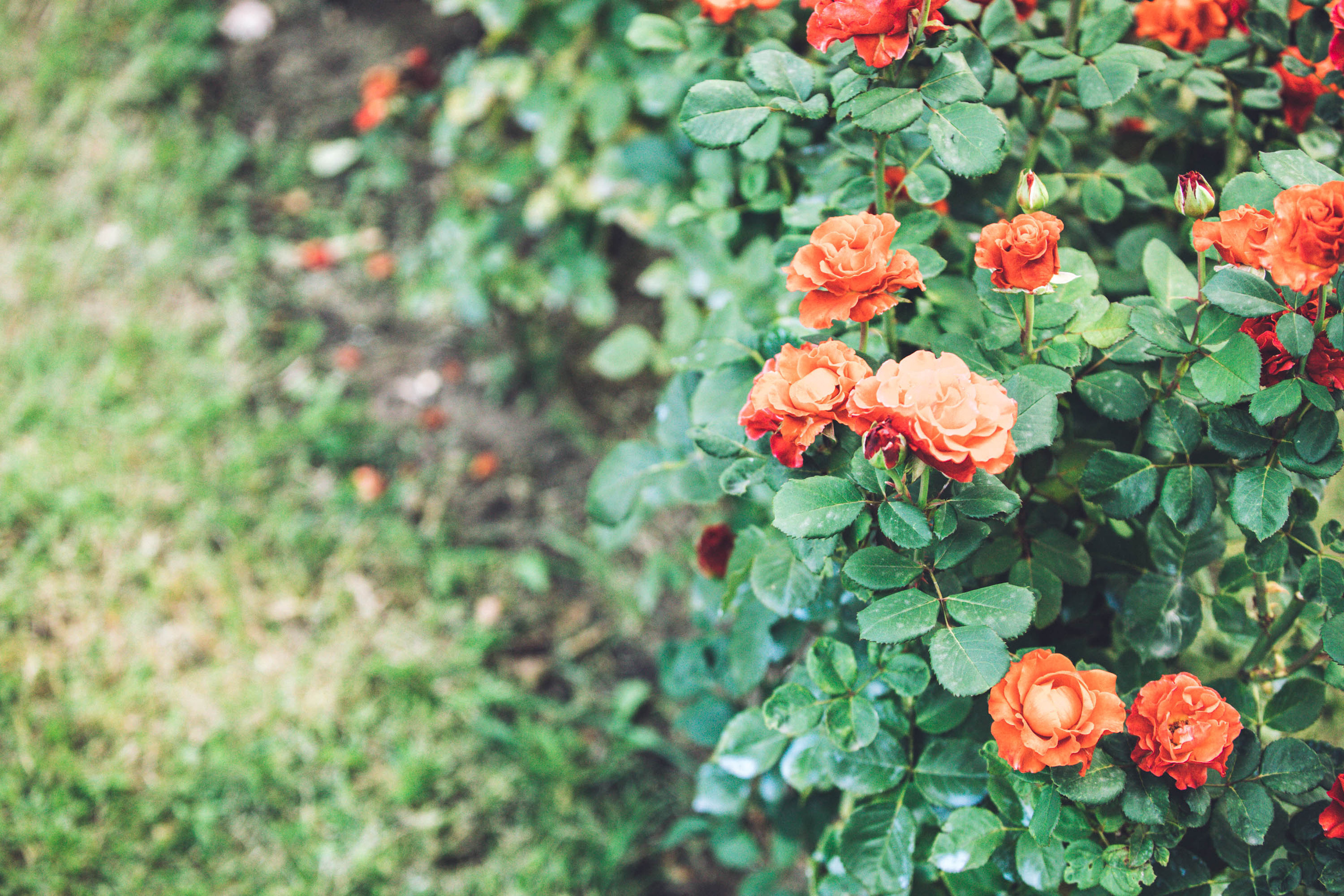 Екатерина в Остафьево. Фотограф — художник в Москве Васильева Юлия