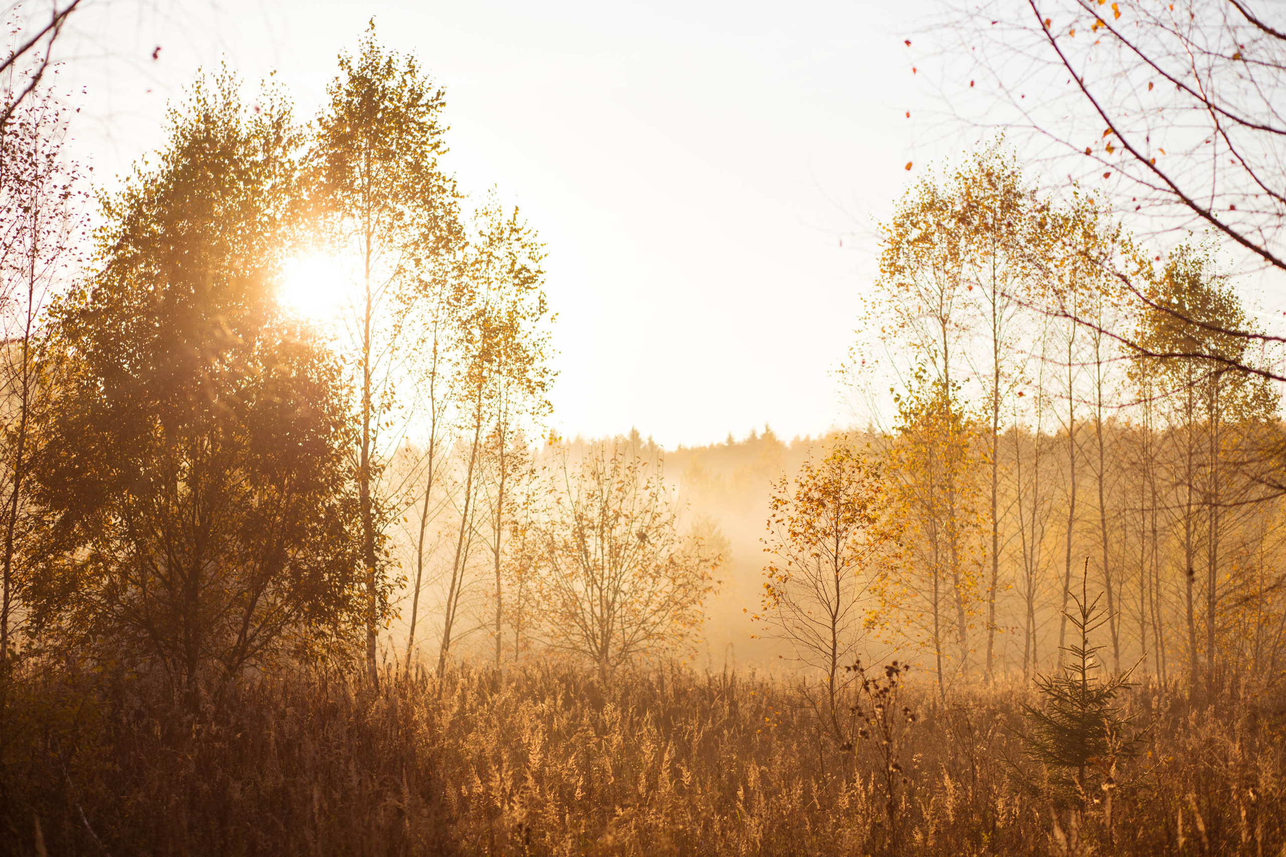 Прогулка по деревне. Фотограф — художник в Москве Васильева Юлия