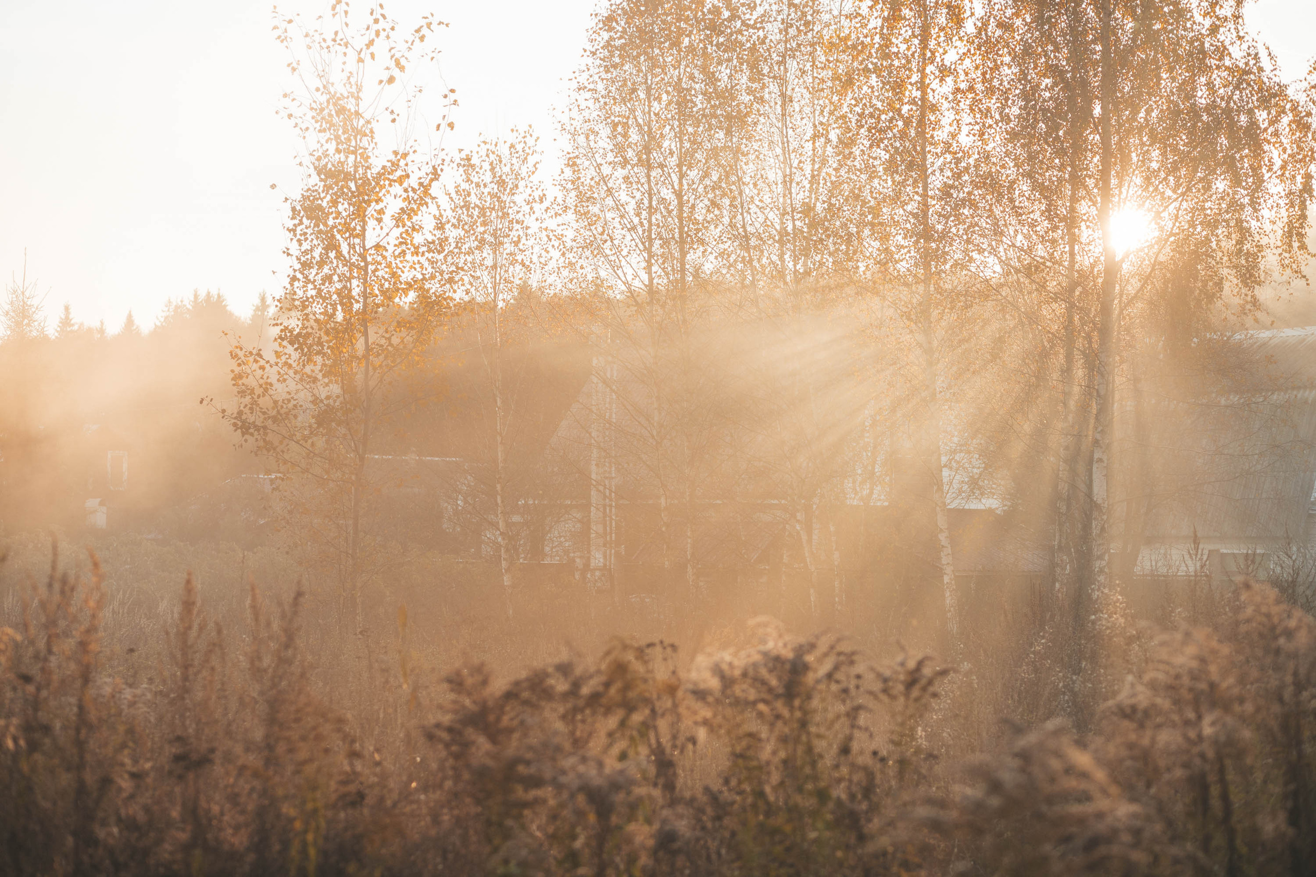 Прогулка по деревне. Фотограф — художник в Москве Васильева Юлия