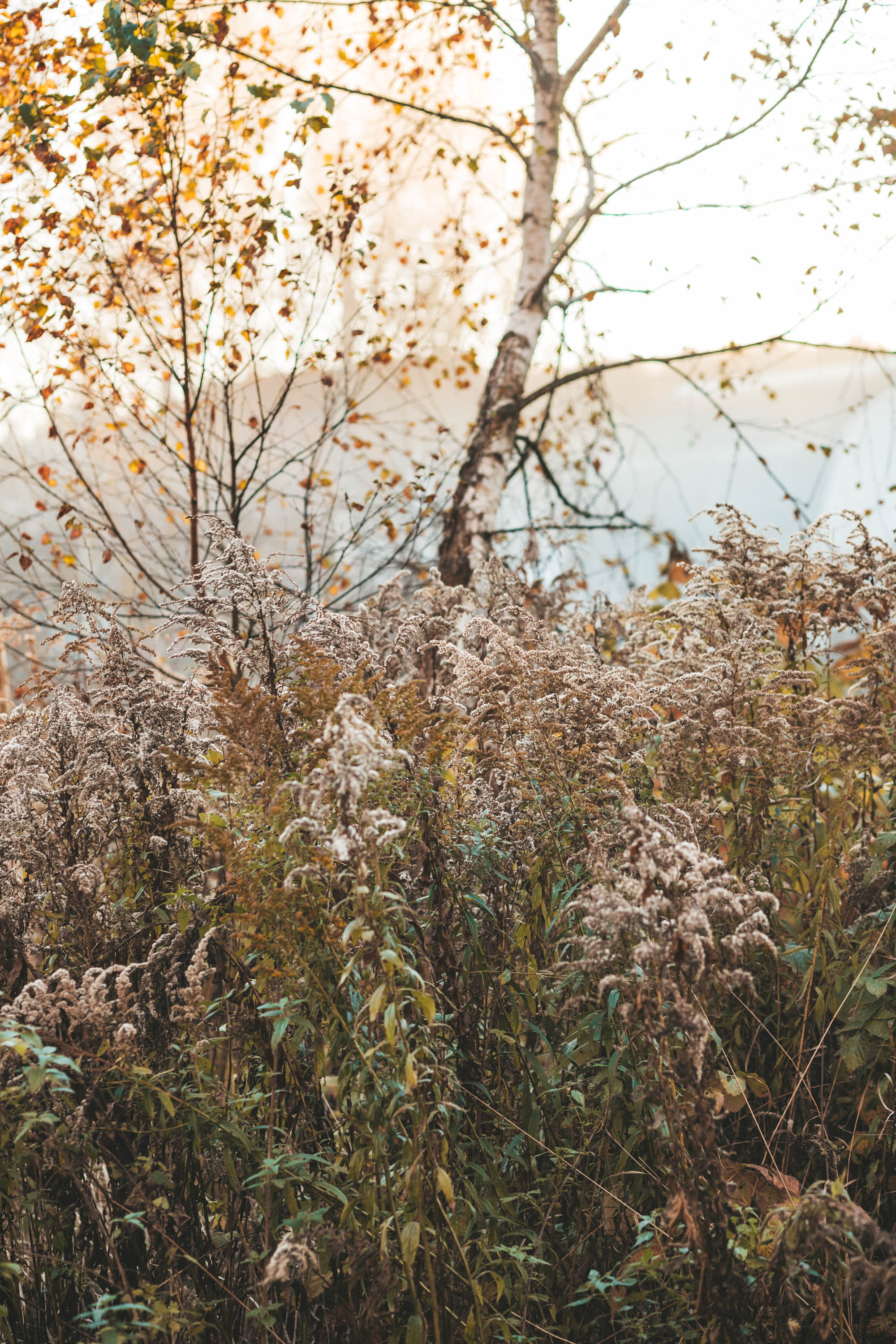 Прогулка по деревне. Фотограф — художник в Москве Васильева Юлия