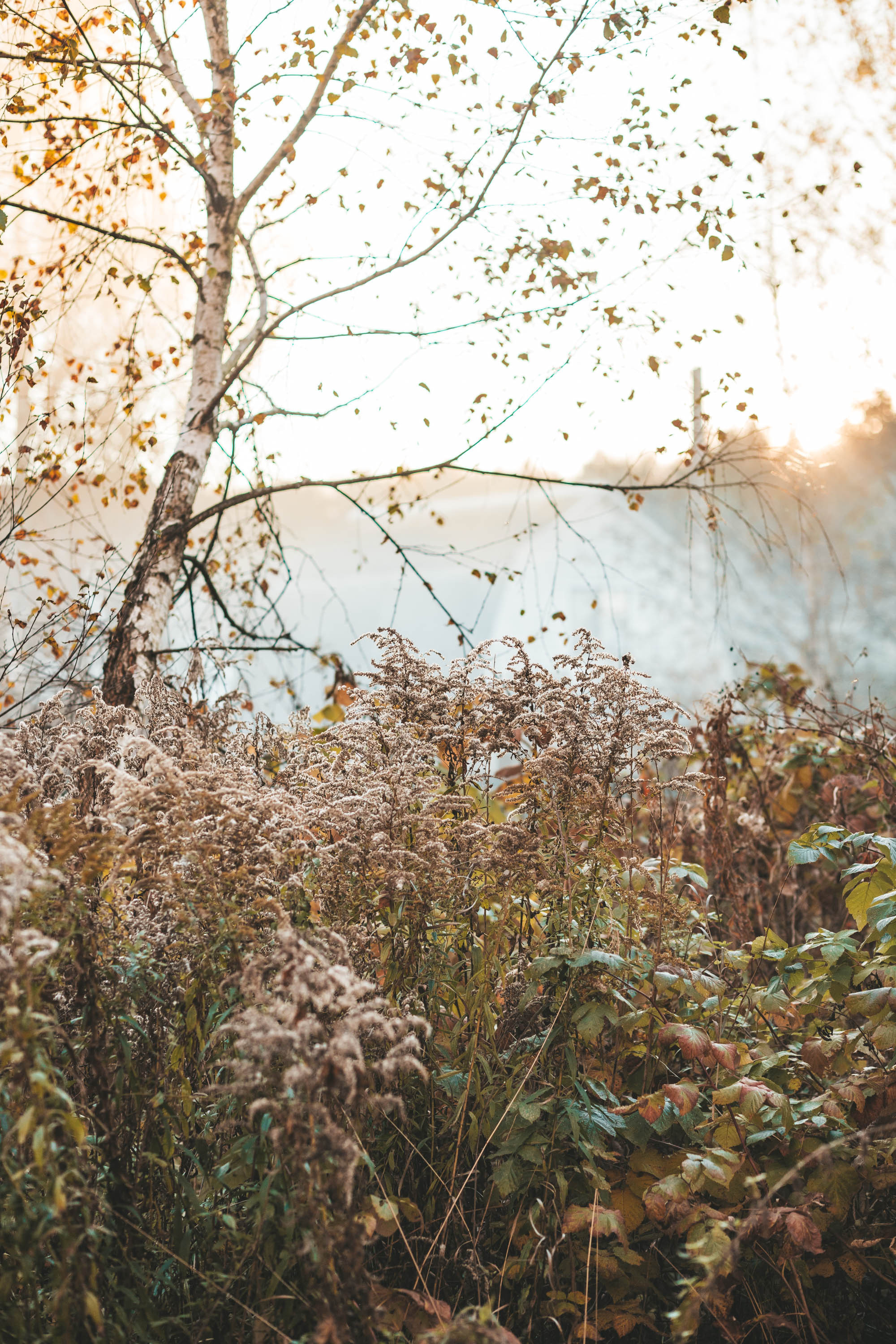 Прогулка по деревне. Фотограф — художник в Москве Васильева Юлия