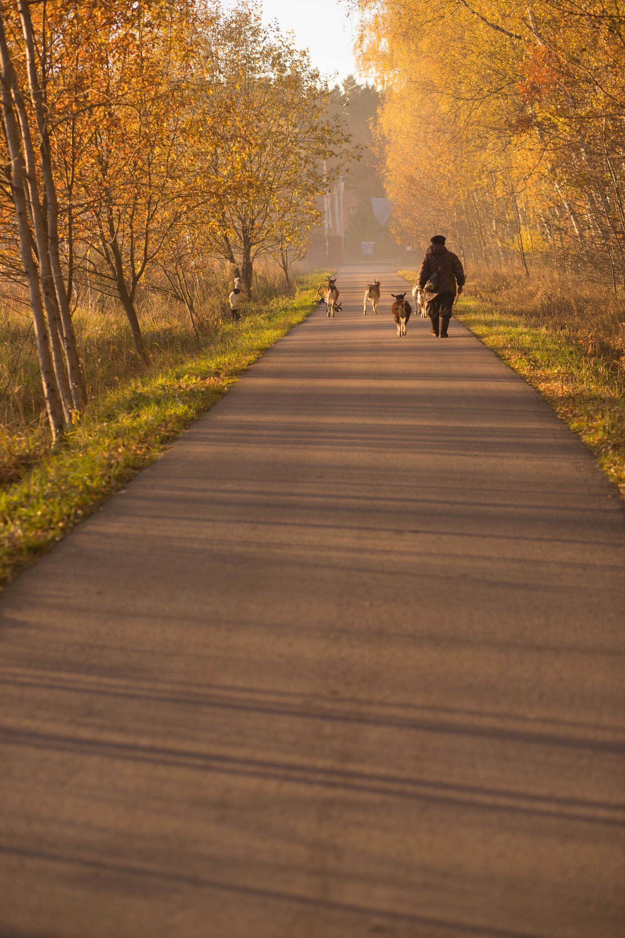 Прогулка по деревне. Фотограф — художник в Москве Васильева Юлия