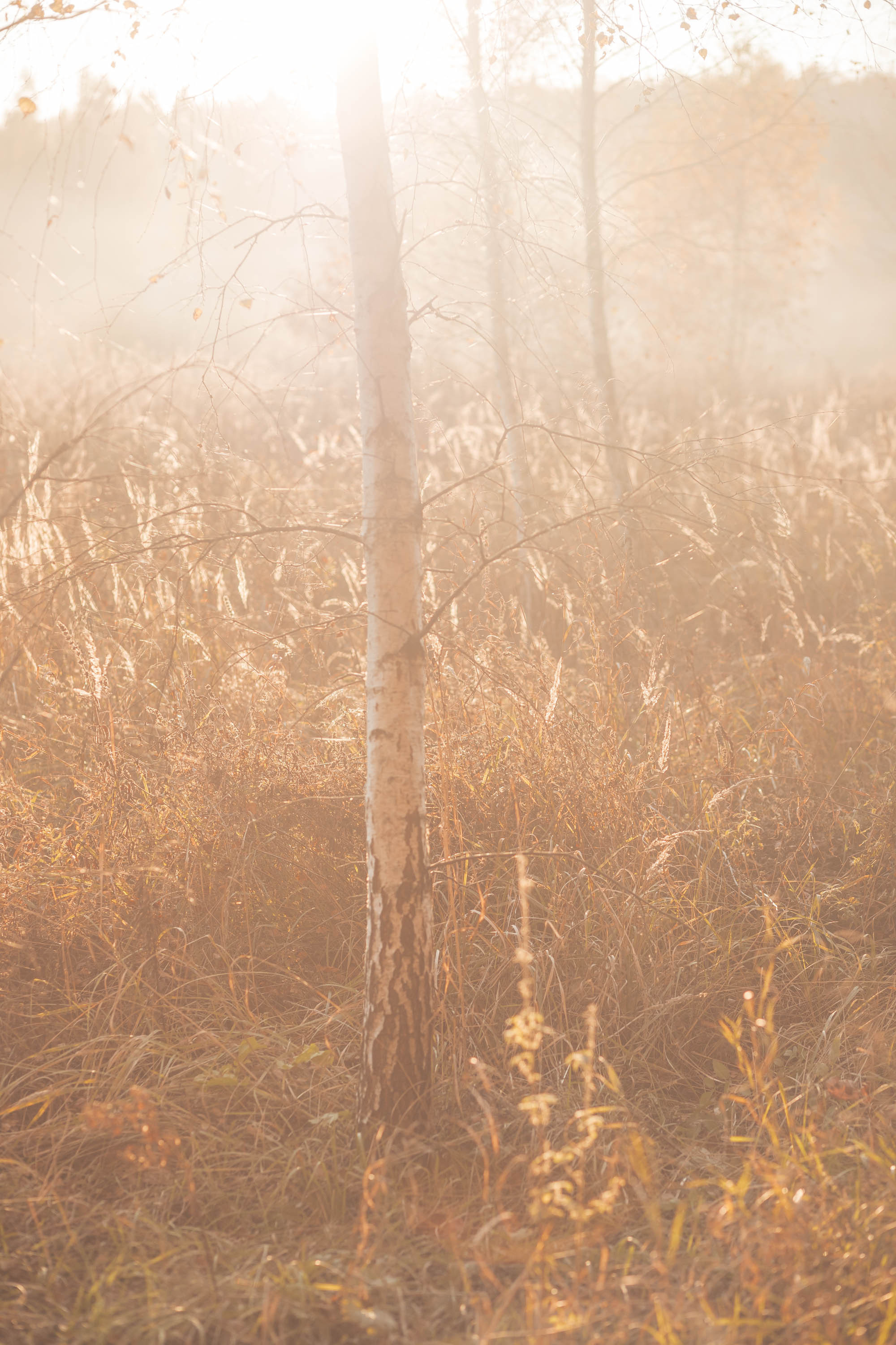 Прогулка по деревне. Фотограф — художник в Москве Васильева Юлия