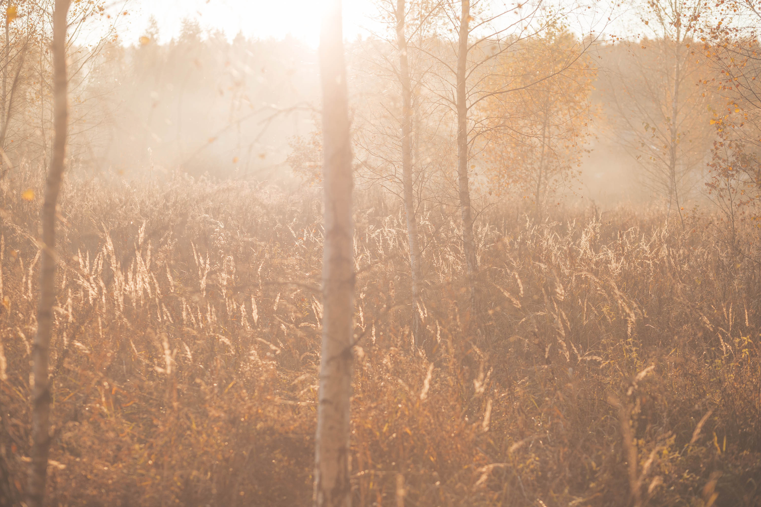 Прогулка по деревне. Фотограф — художник в Москве Васильева Юлия