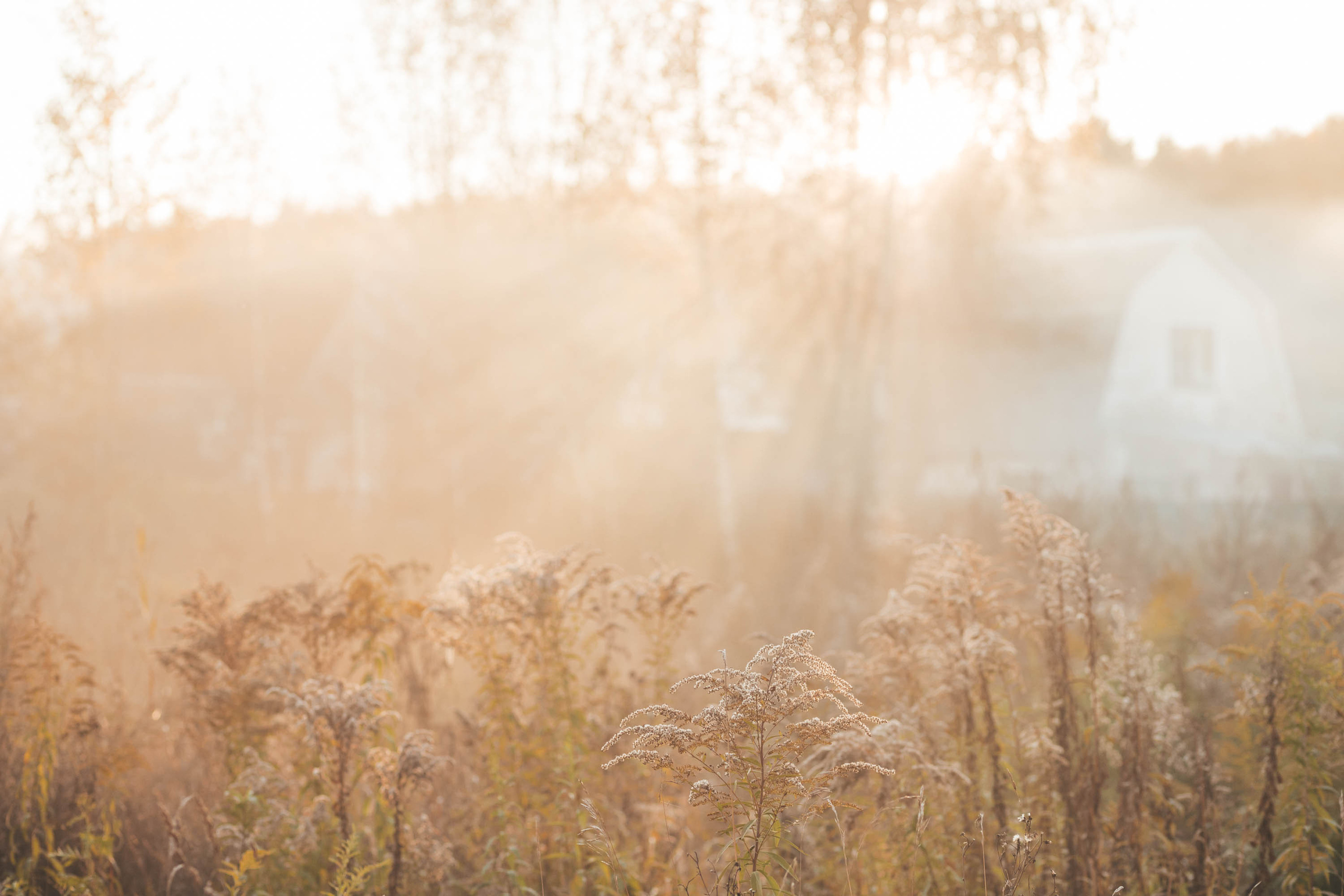 Прогулка по деревне. Фотограф — художник в Москве Васильева Юлия