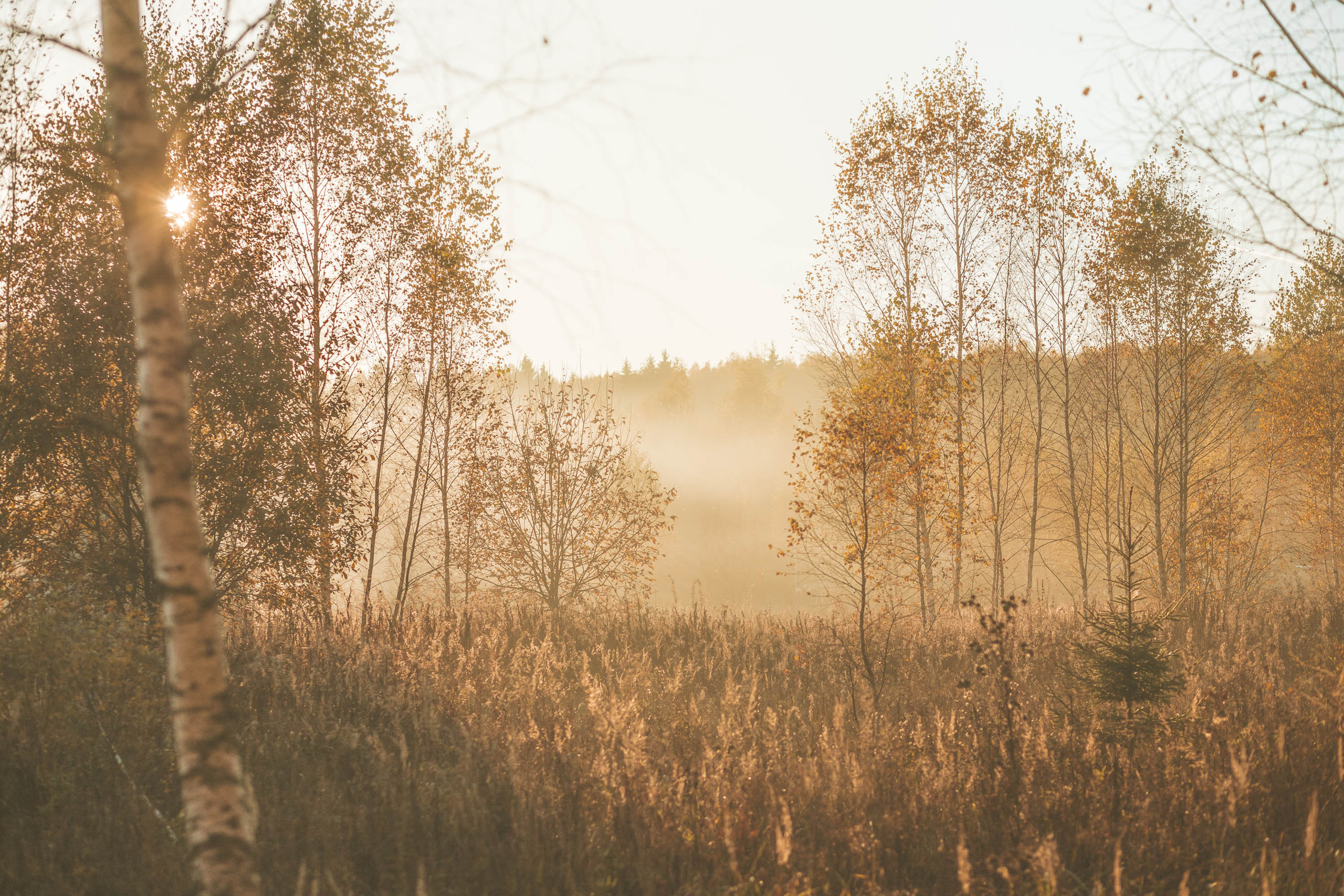 Прогулка по деревне. Фотограф — художник в Москве Васильева Юлия