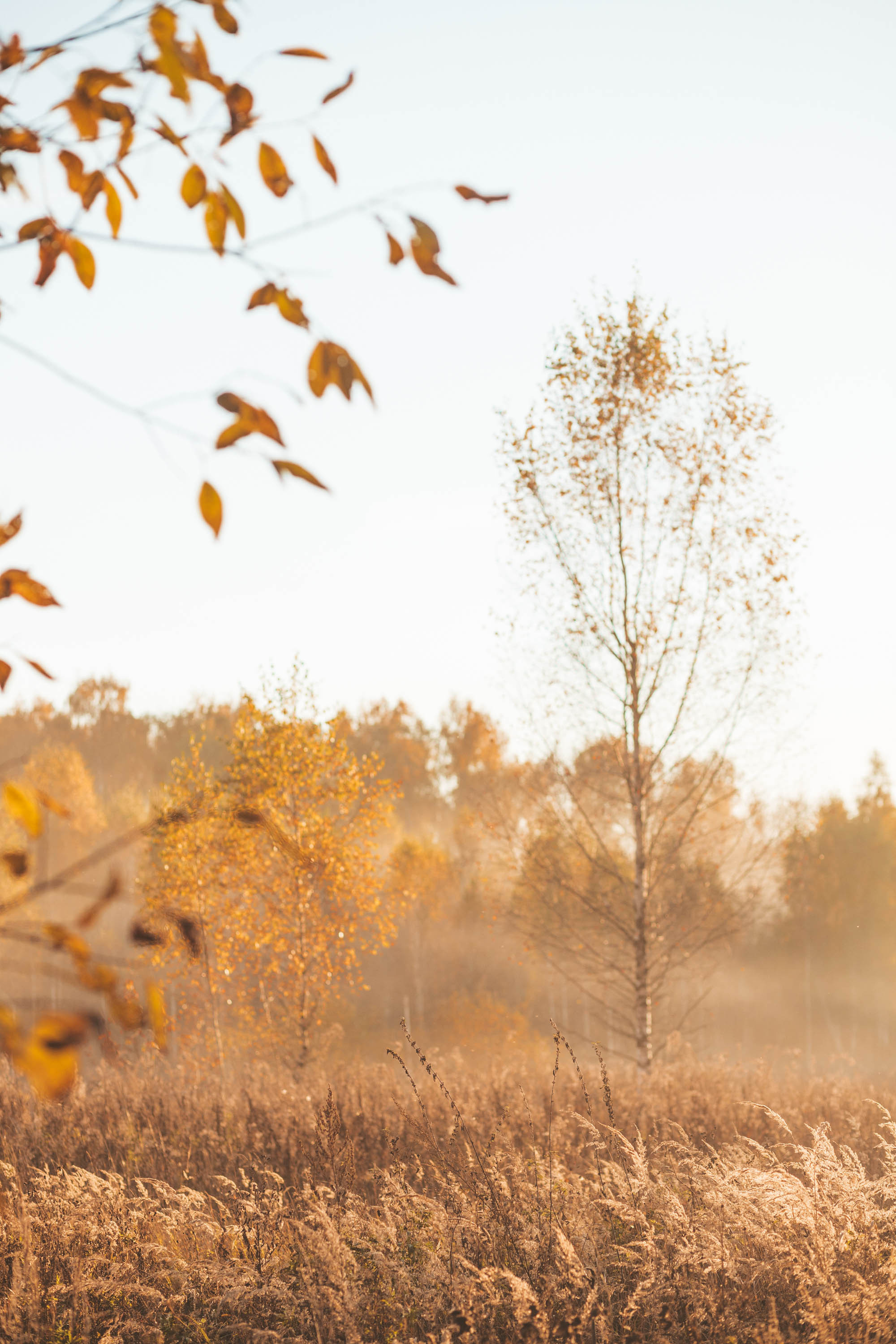 Прогулка по деревне. Фотограф — художник в Москве Васильева Юлия