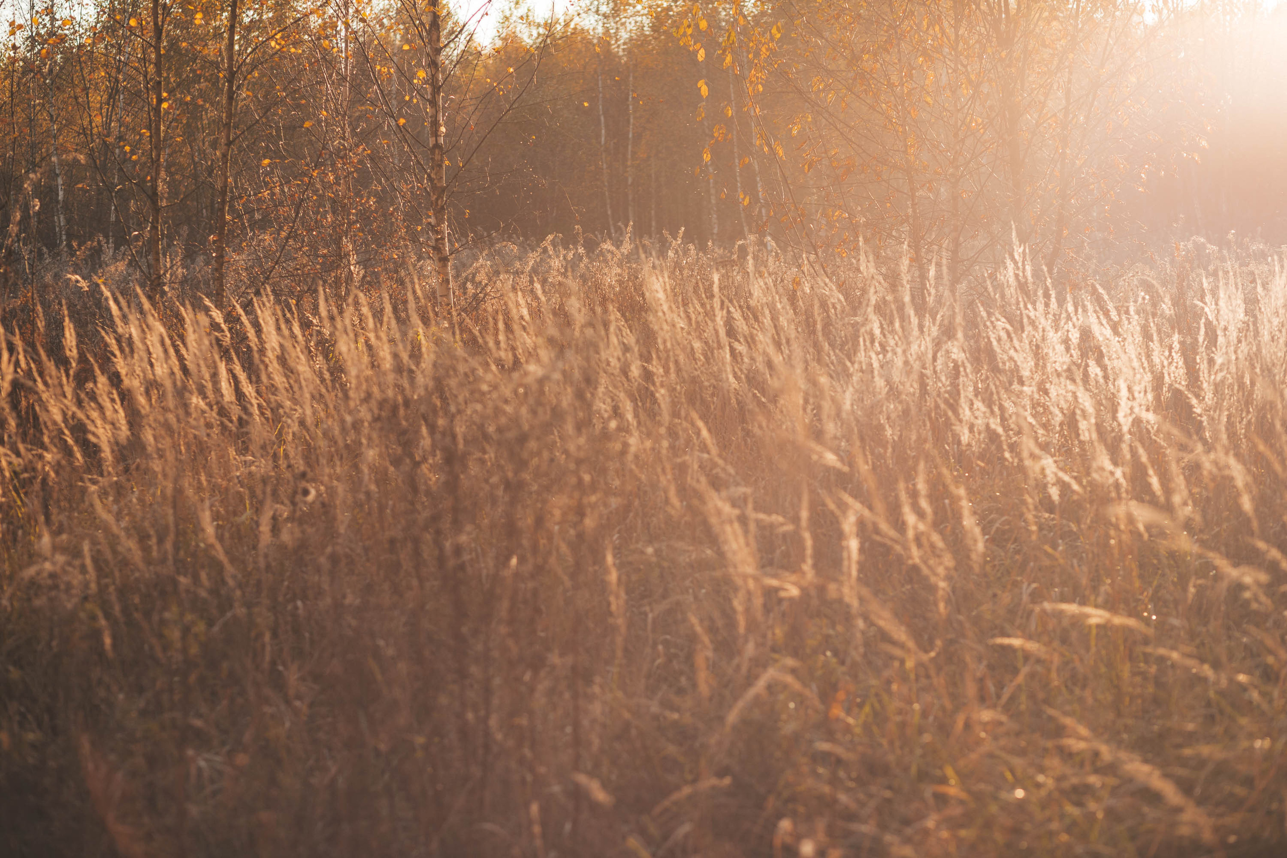 Прогулка по деревне. Фотограф — художник в Москве Васильева Юлия