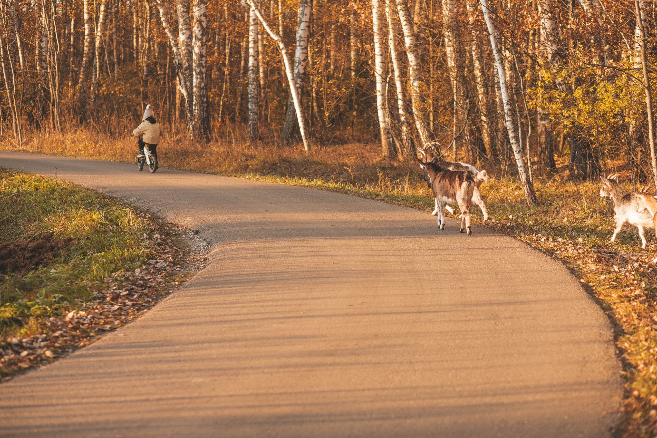 Прогулка по деревне. Фотограф — художник в Москве Васильева Юлия
