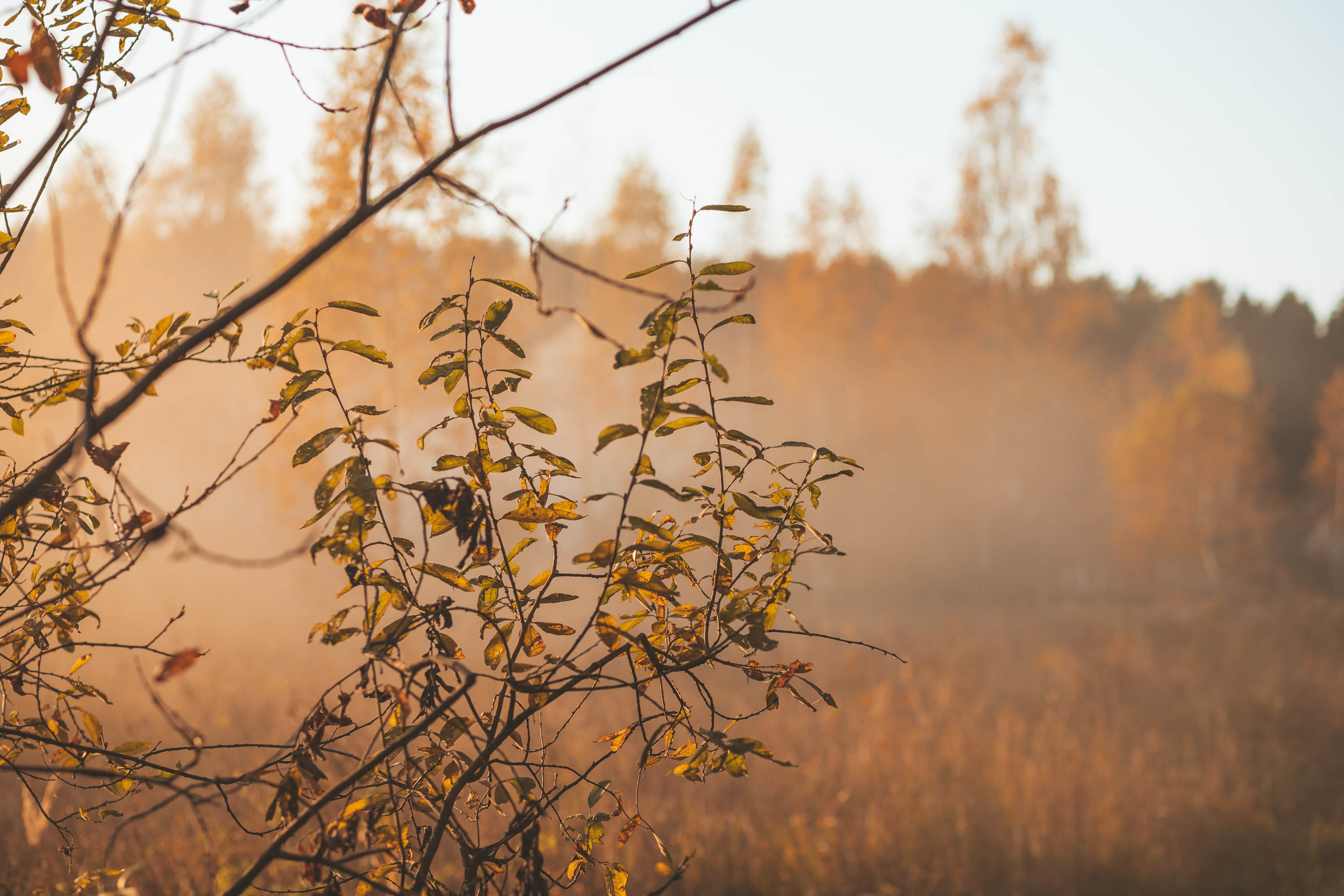 Прогулка по деревне. Фотограф — художник в Москве Васильева Юлия