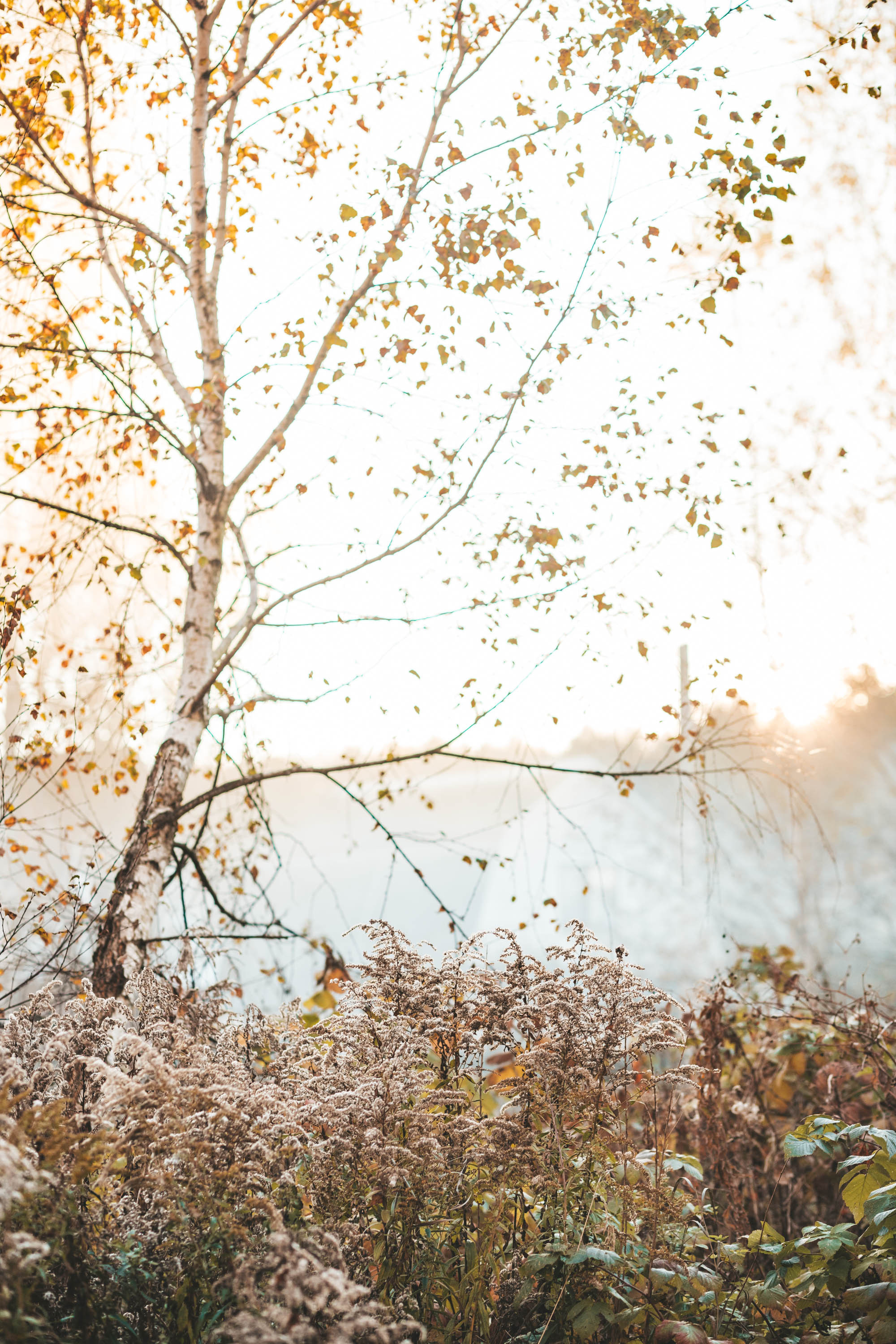 Прогулка по деревне. Фотограф — художник в Москве Васильева Юлия