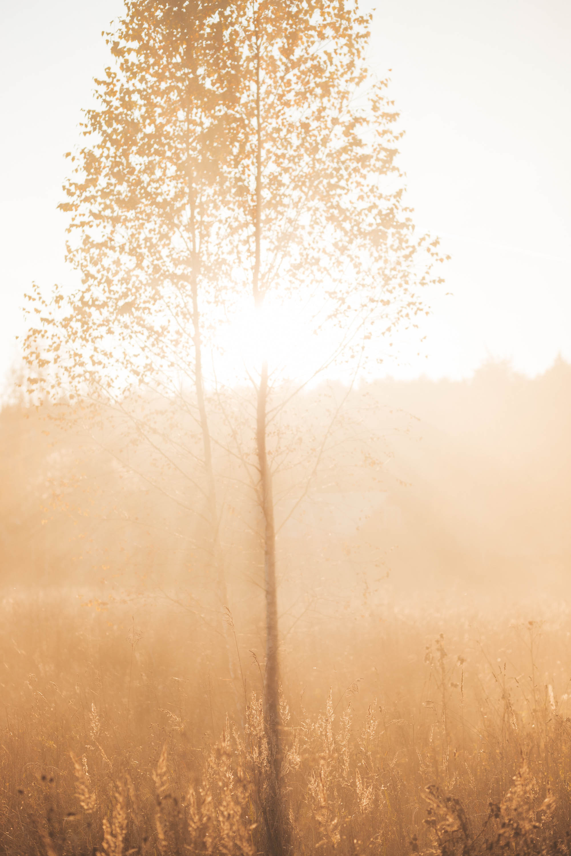 Прогулка по деревне. Фотограф — художник в Москве Васильева Юлия