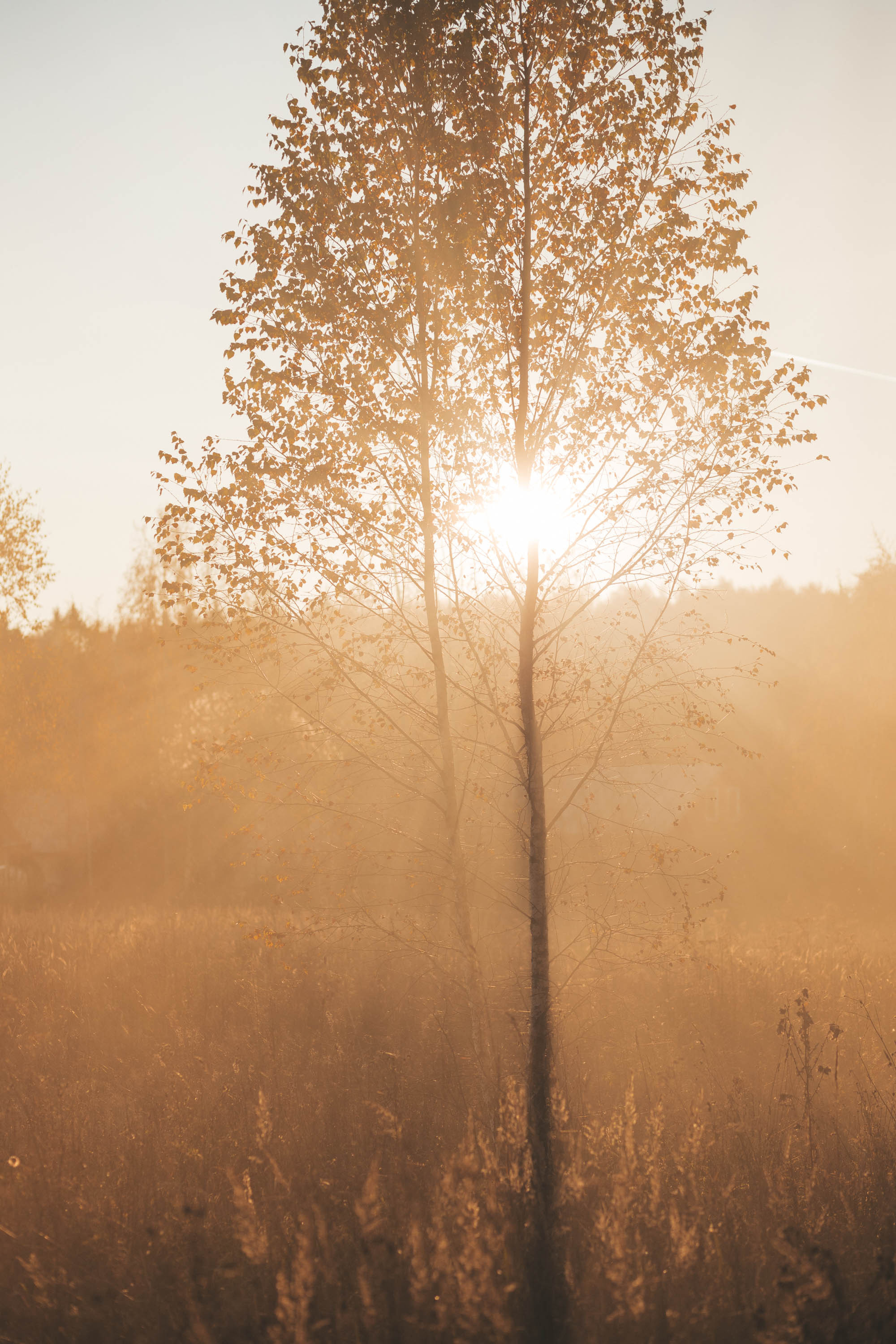 Прогулка по деревне. Фотограф — художник в Москве Васильева Юлия