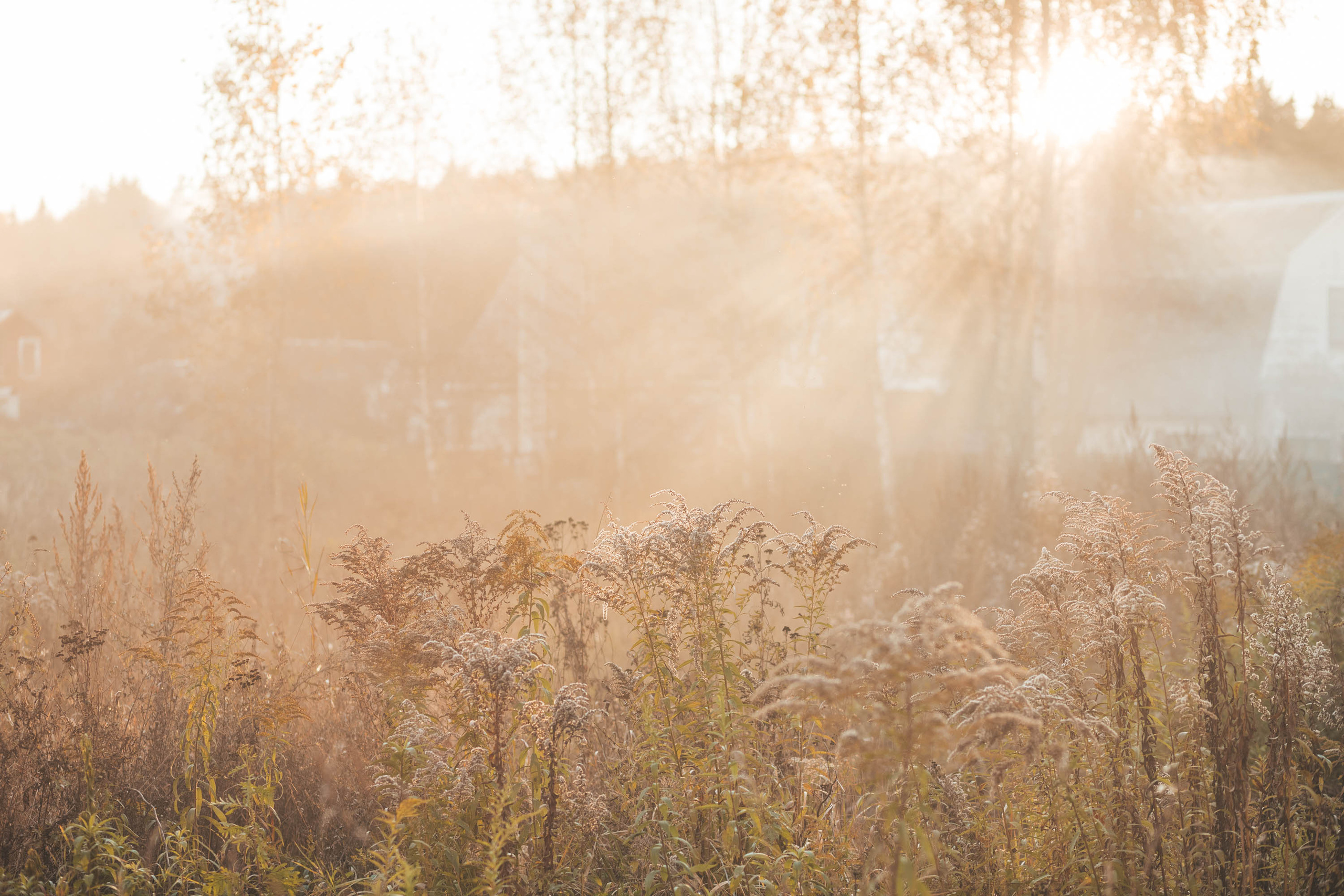Прогулка по деревне. Фотограф — художник в Москве Васильева Юлия
