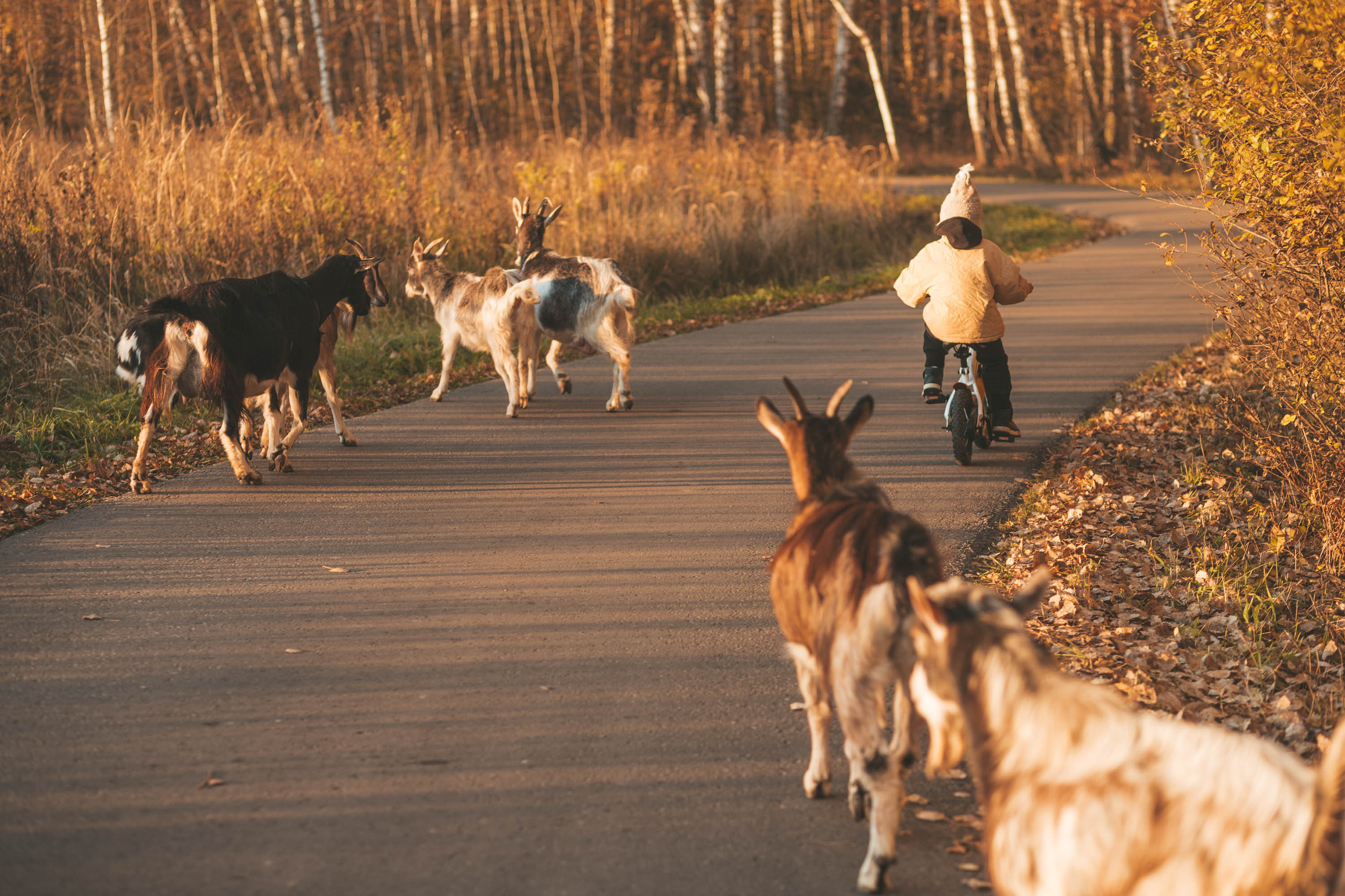 Прогулка по деревне. Фотограф — художник в Москве Васильева Юлия