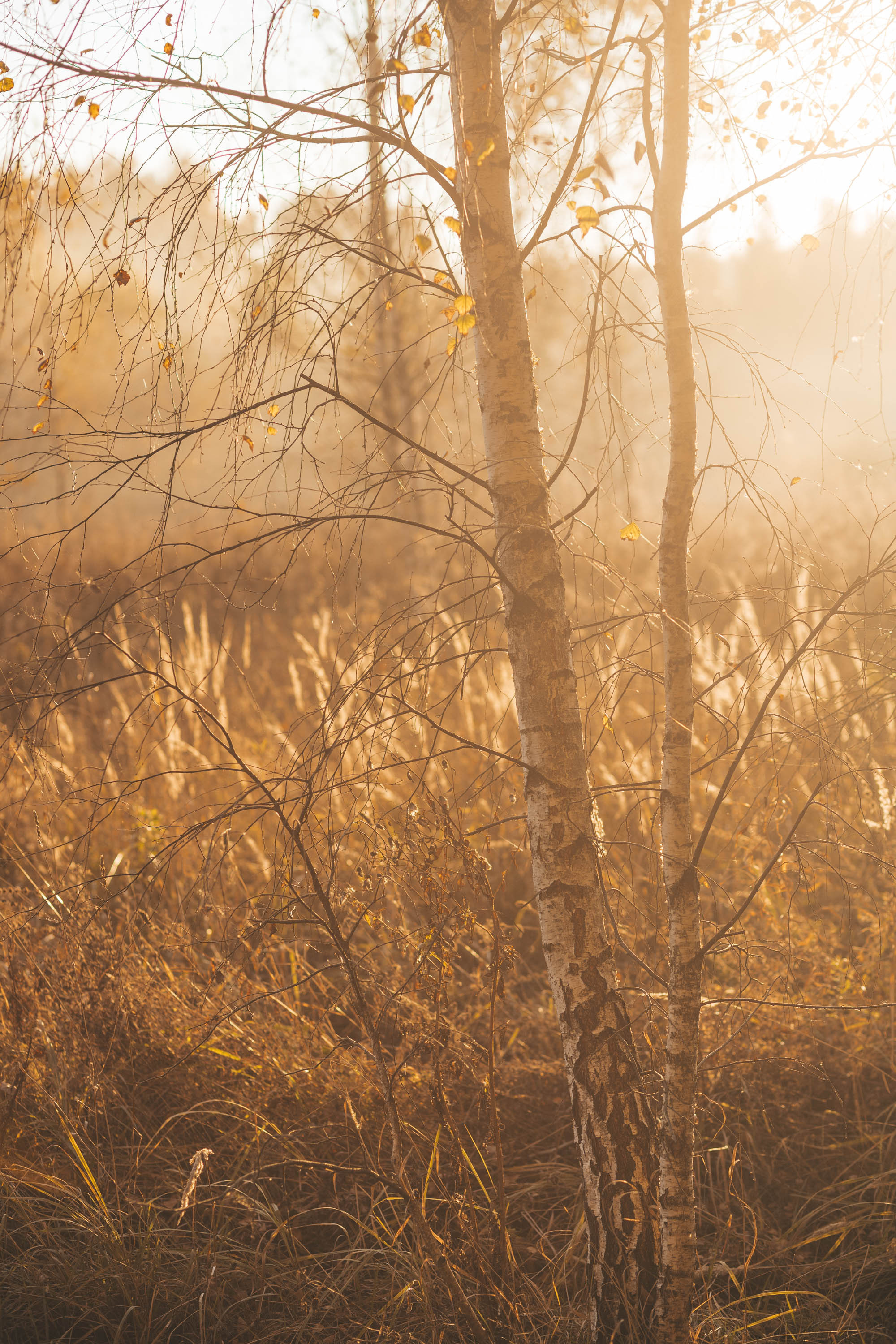Прогулка по деревне. Фотограф — художник в Москве Васильева Юлия