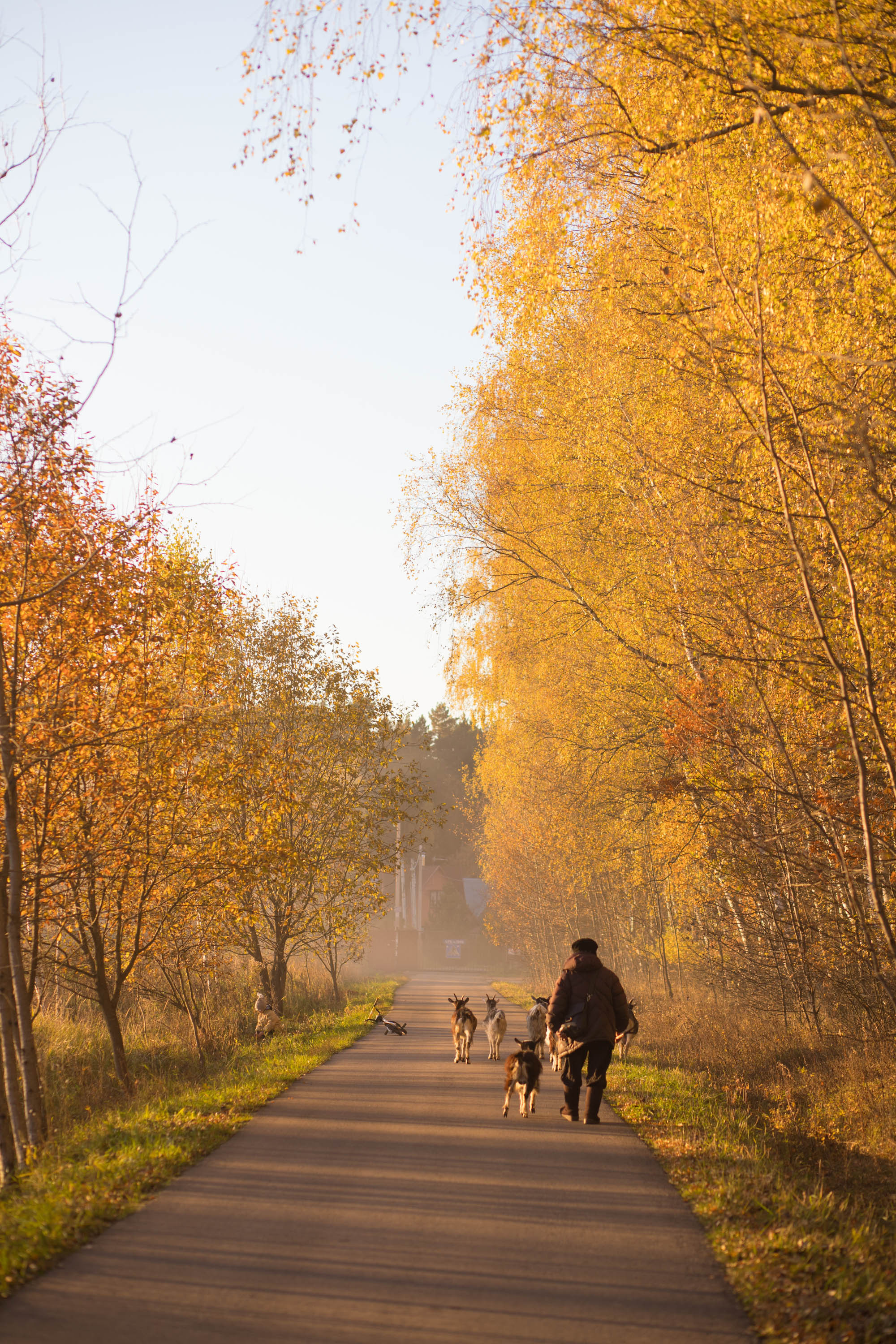 Прогулка по деревне. Фотограф — художник в Москве Васильева Юлия