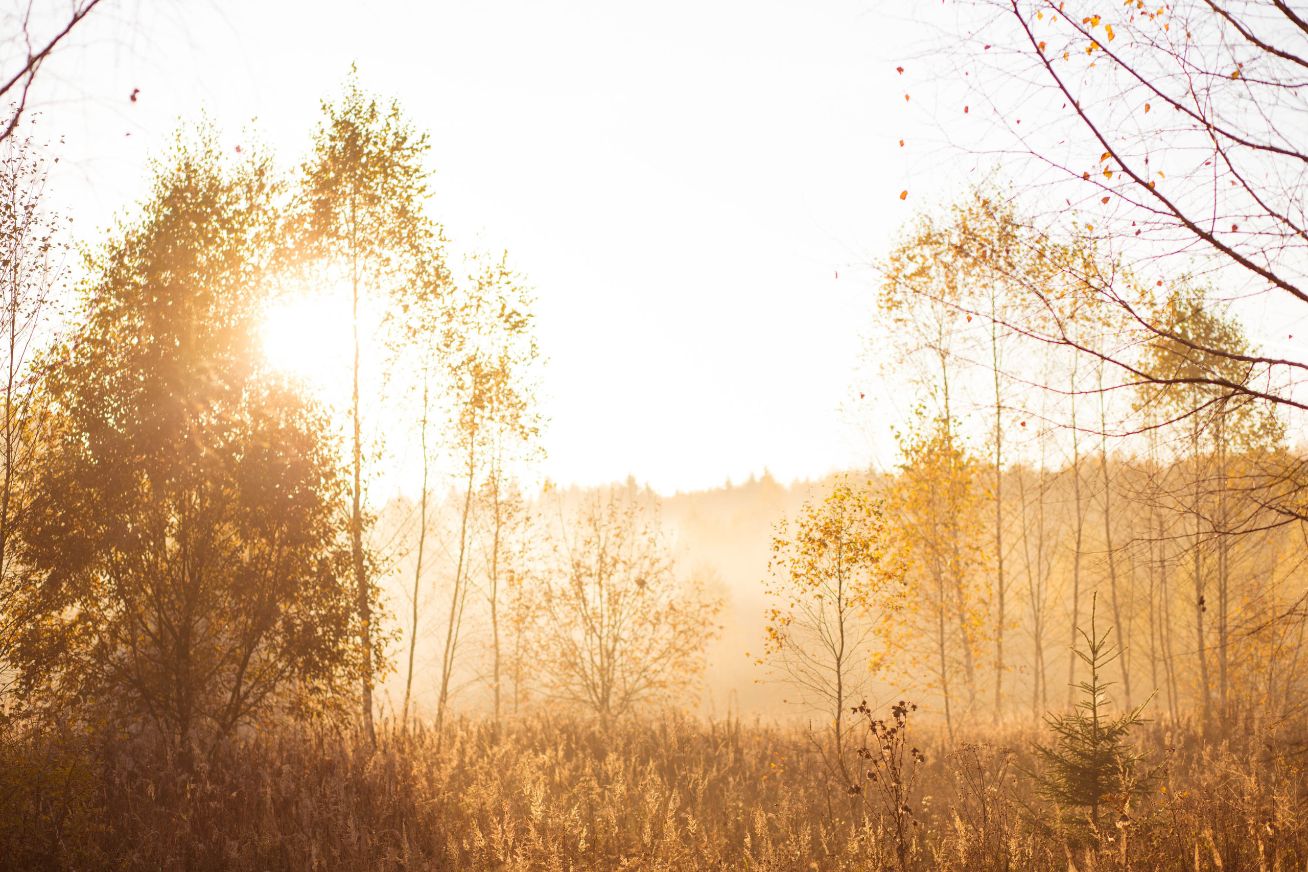 Прогулка по деревне. Фотограф — художник в Москве Васильева Юлия