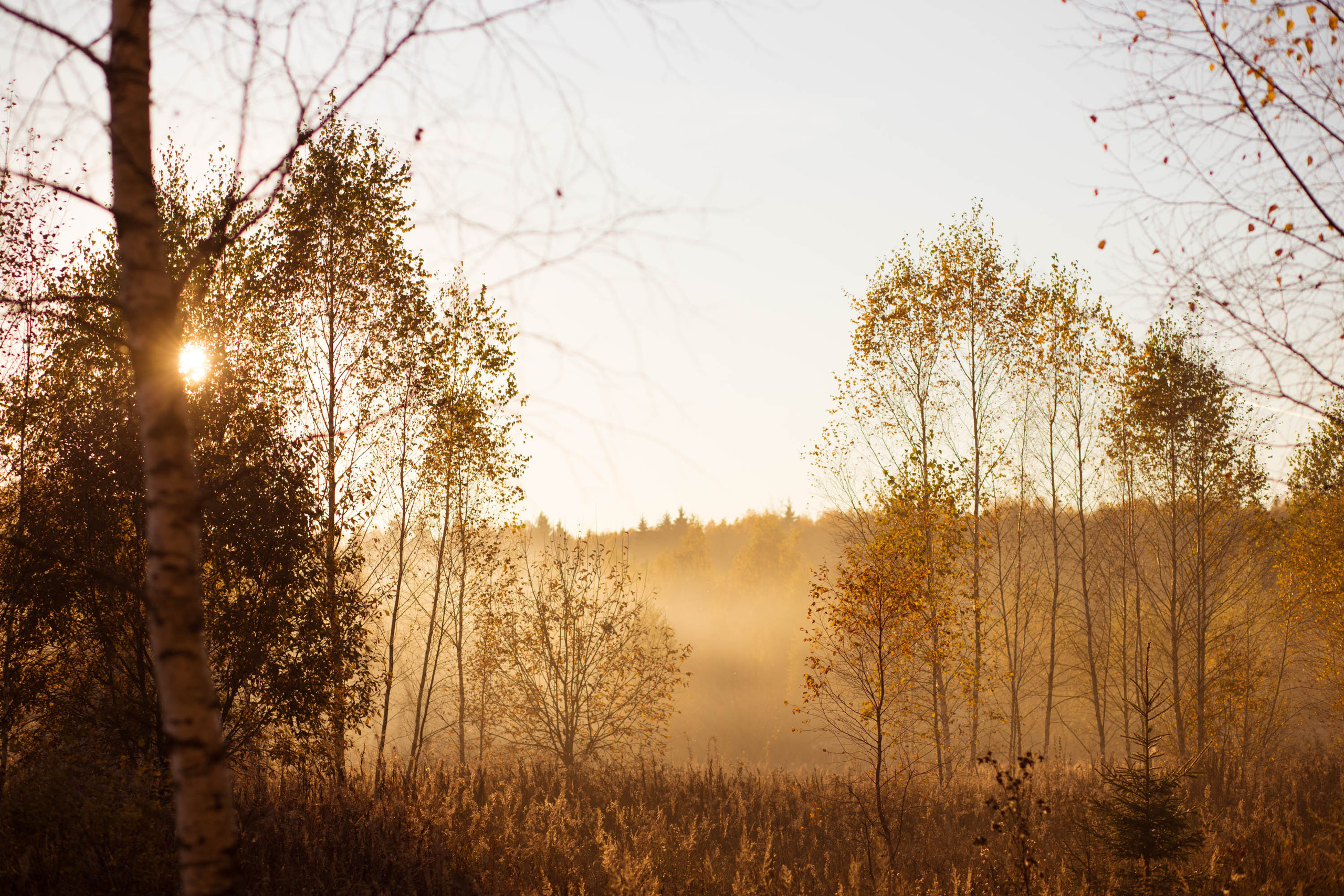 Прогулка по деревне. Фотограф — художник в Москве Васильева Юлия