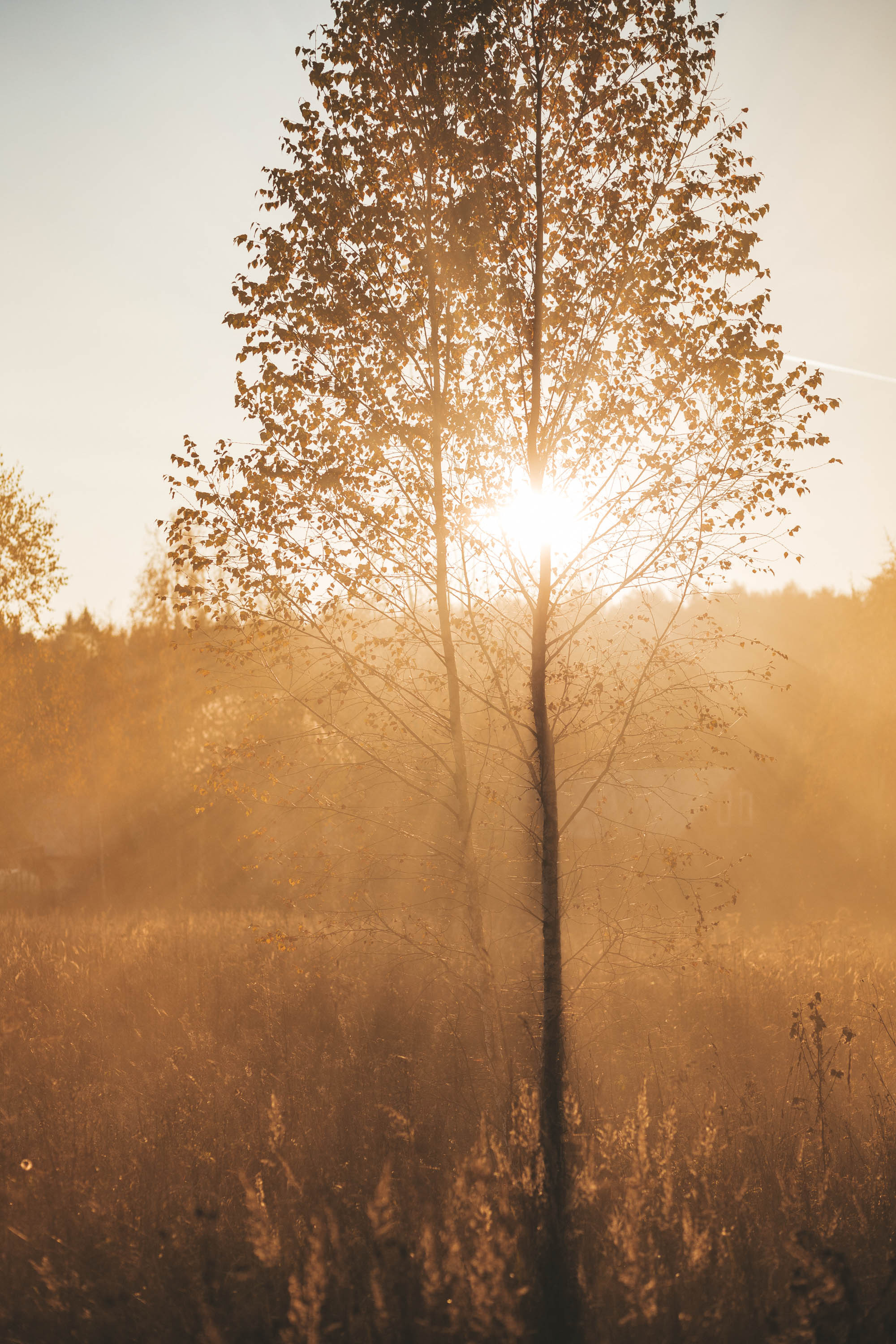 Прогулка по деревне. Фотограф — художник в Москве Васильева Юлия