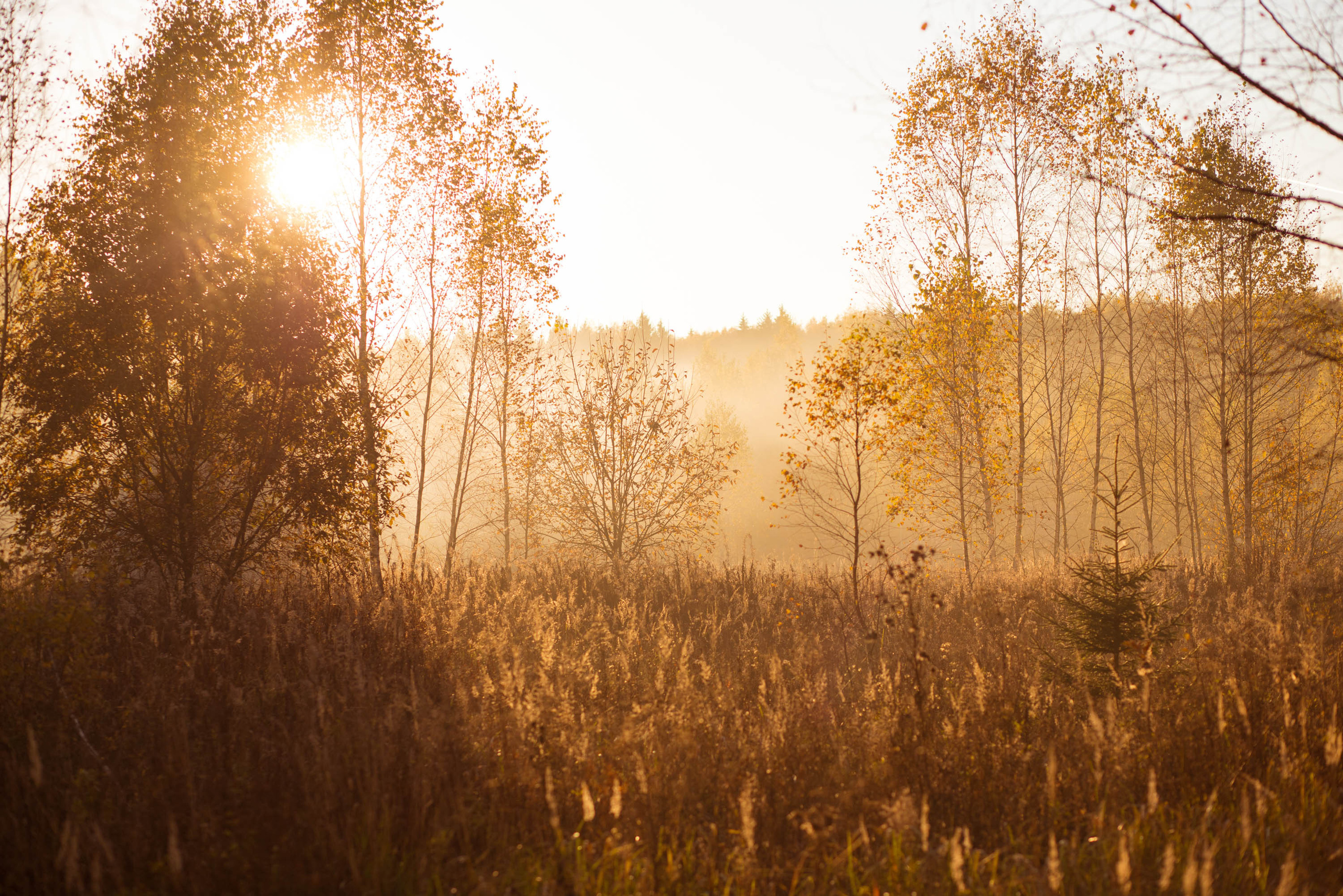 Прогулка по деревне. Фотограф — художник в Москве Васильева Юлия