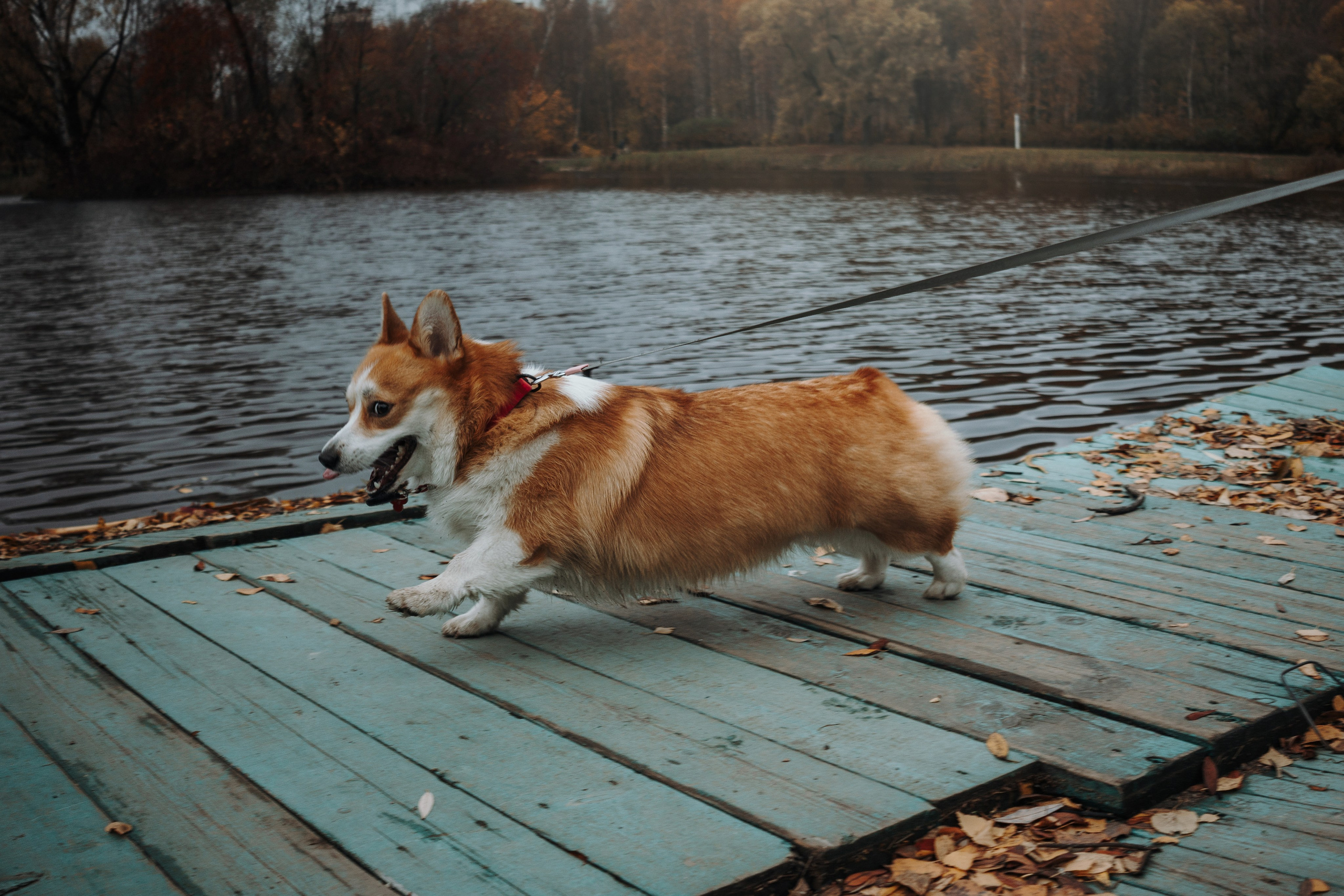 Юля и Терри. Фотограф — Анималист | Санкт-Петербург