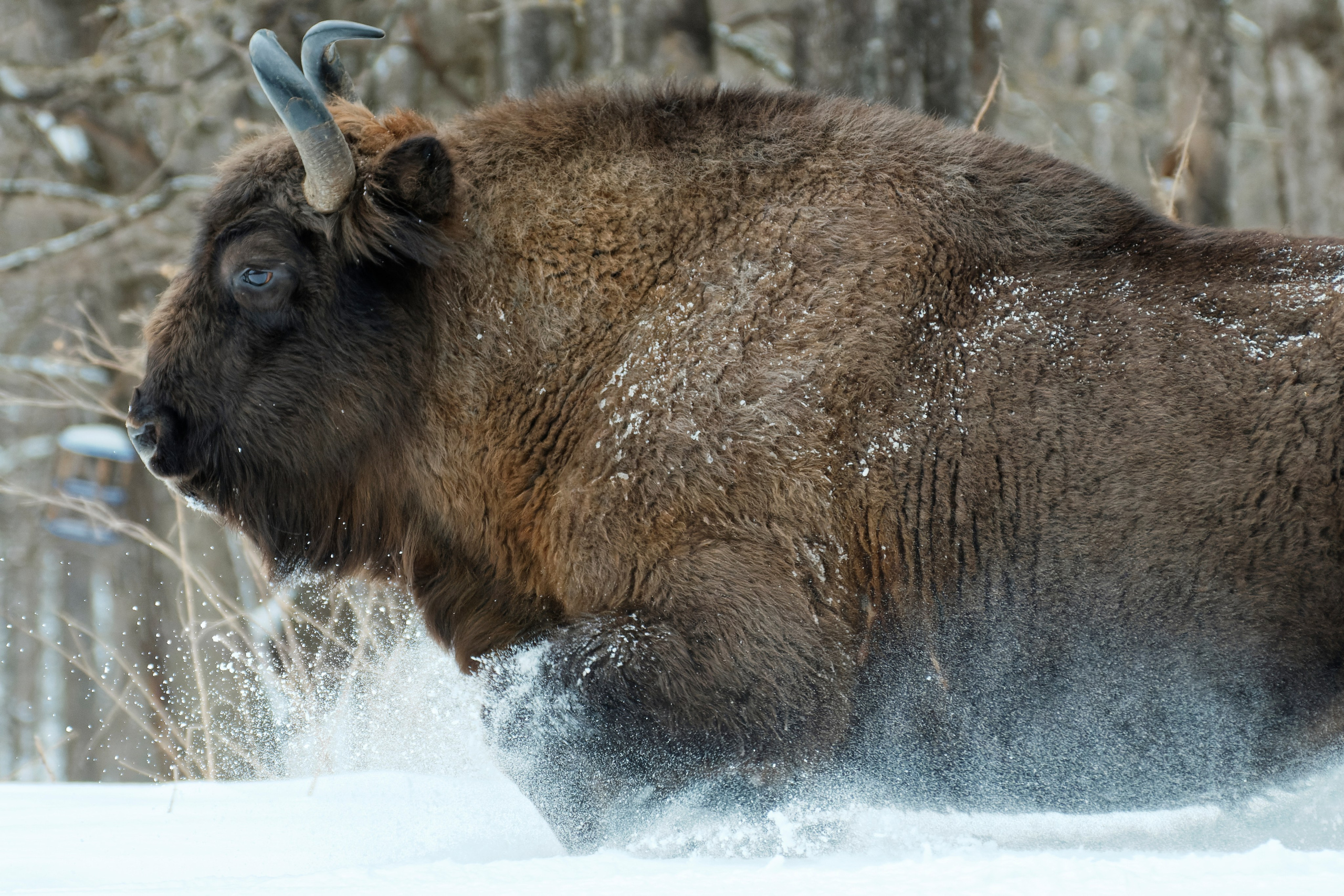 Шерсть, лапы, плавники. Семоха Валерий. Фотограф