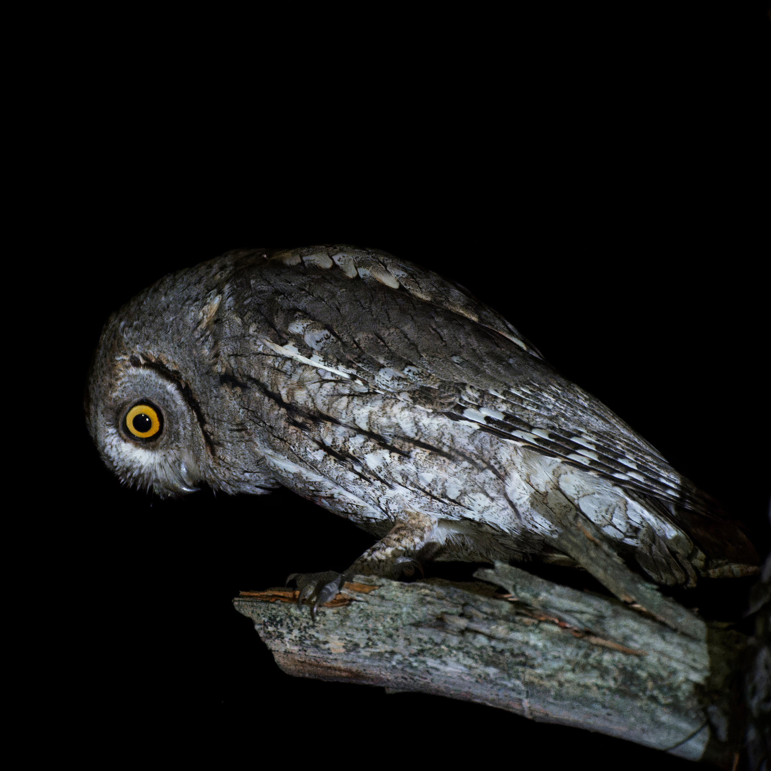Перья. Семоха Валерий. Фотограф