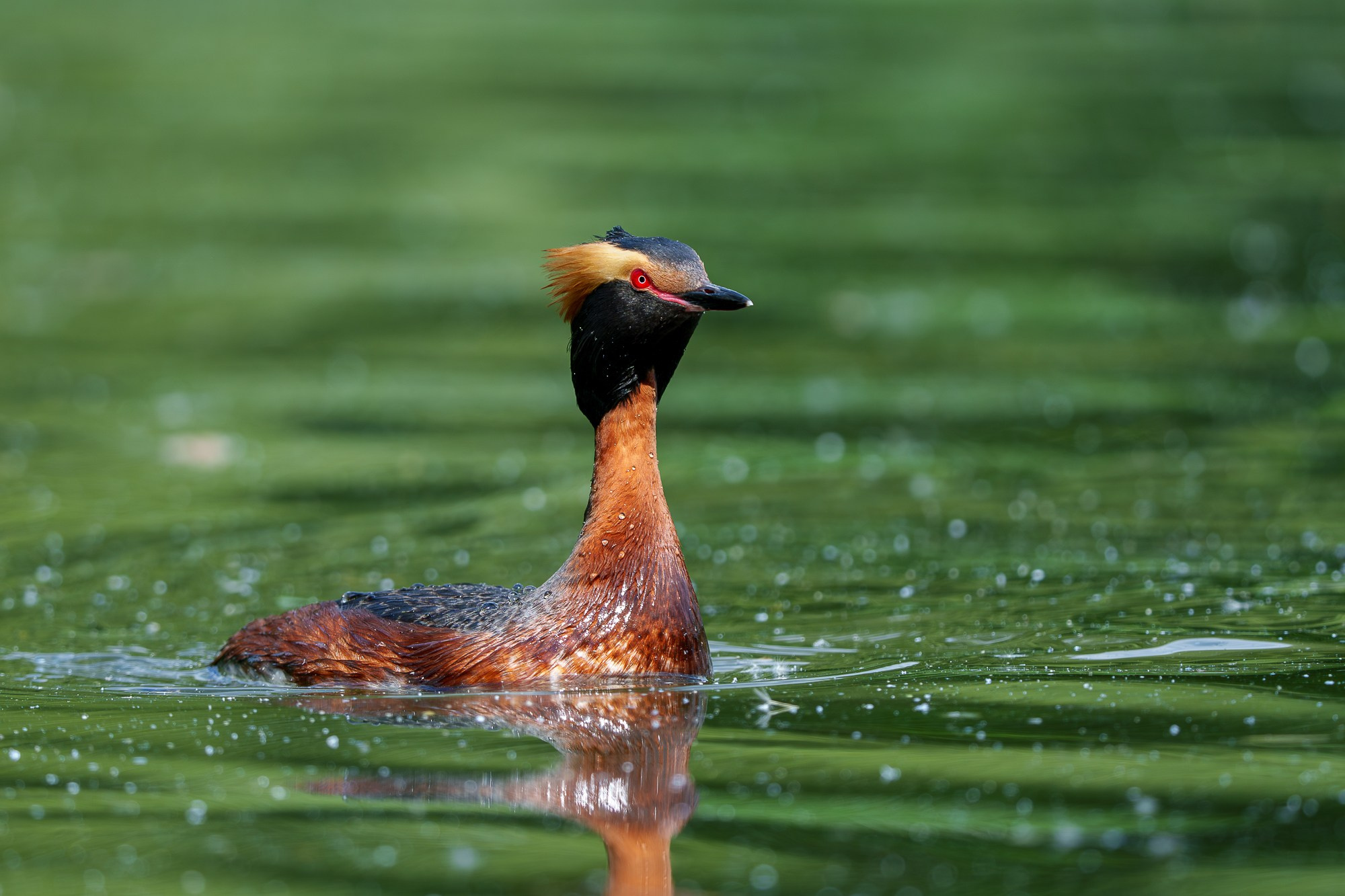 Удивительные мир птиц. Вокруг нас столько прекрасного — присмотритесь!. Ваш личный фотограф Марина Волкова