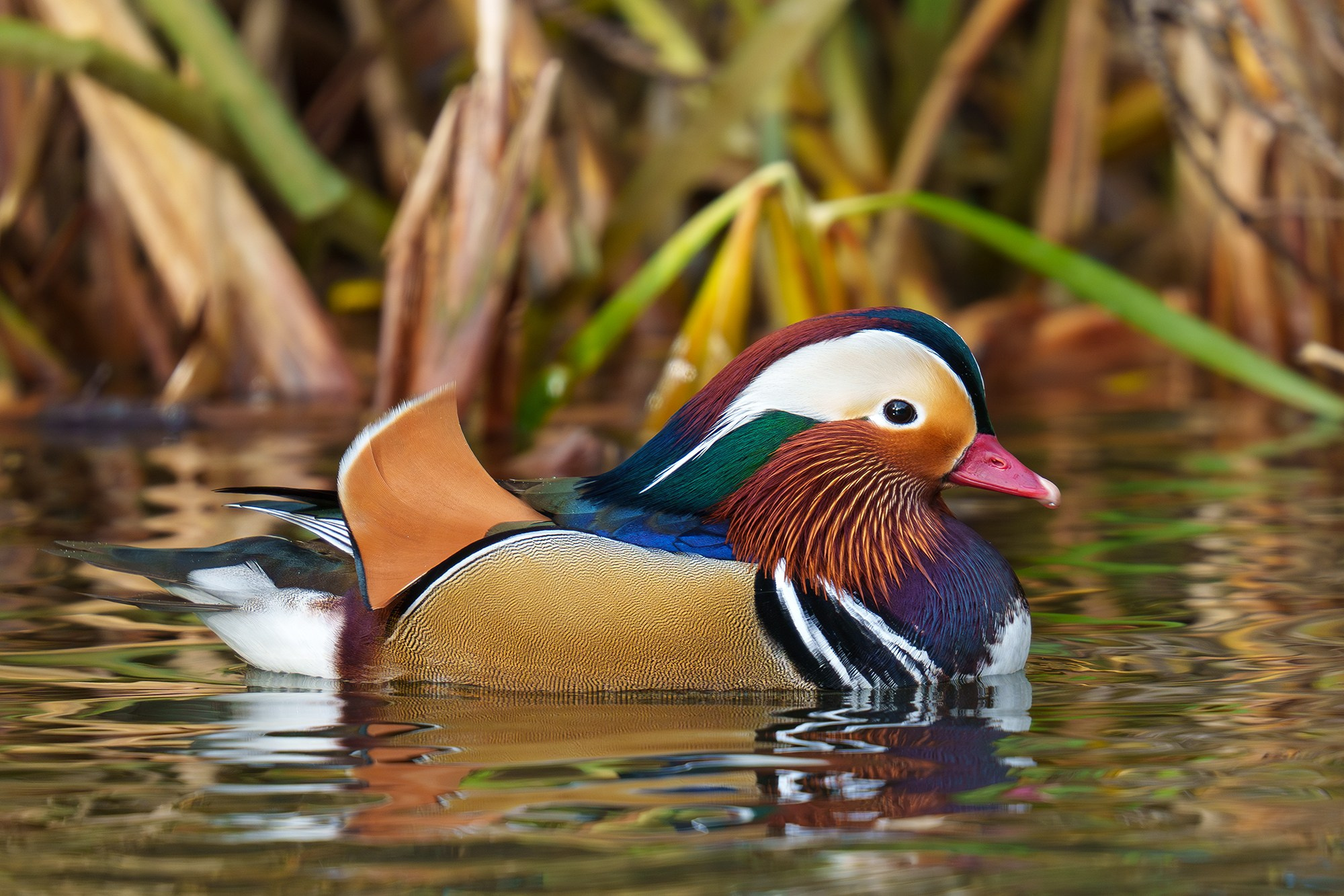 Удивительные мир птиц. Вокруг нас столько прекрасного — присмотритесь!. Ваш личный фотограф Марина Волкова