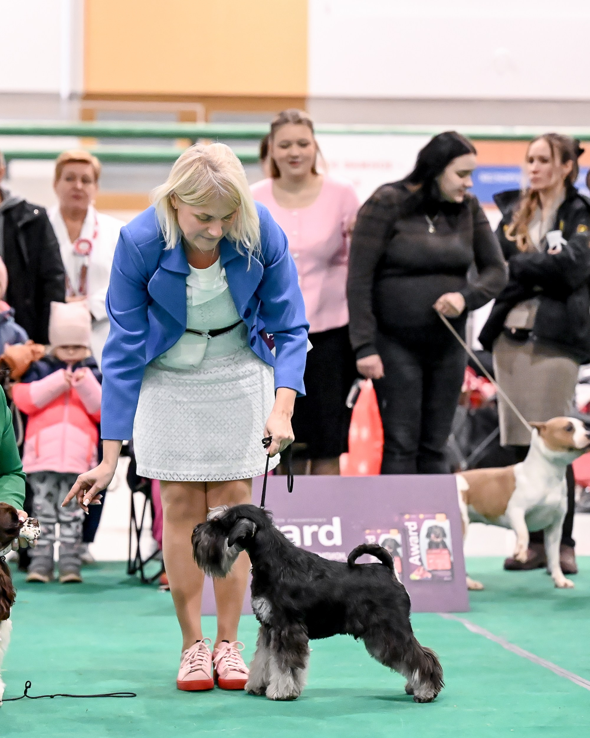 Дариус/ Delinso Balance Chivas Regal. Питомник цвергшнауцеров в Беларуси «Делинсо Бэлэнс»